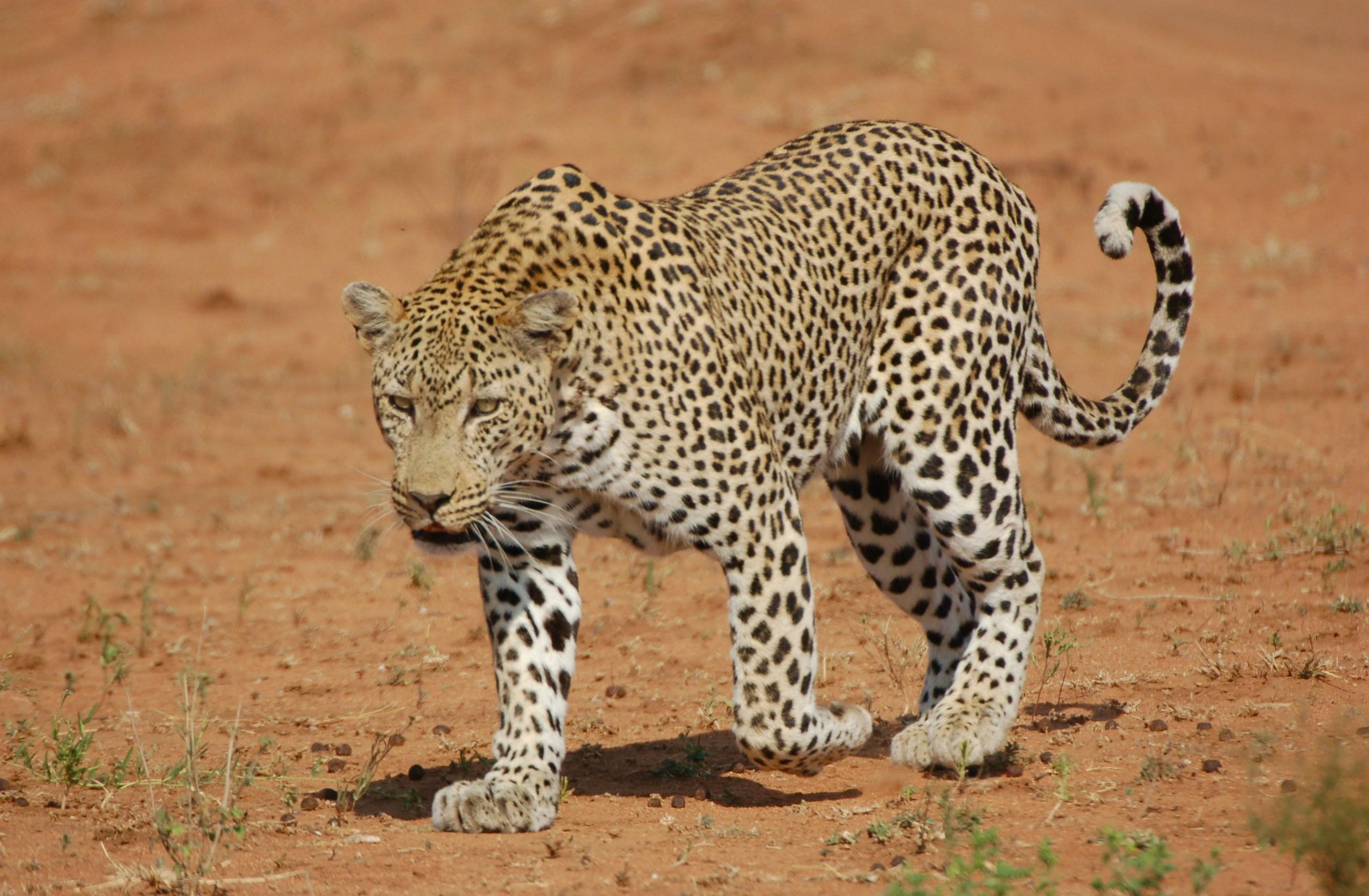 Jaipur Jhalana Amagarh Leopard Reserve 4×4 Jeep Safari