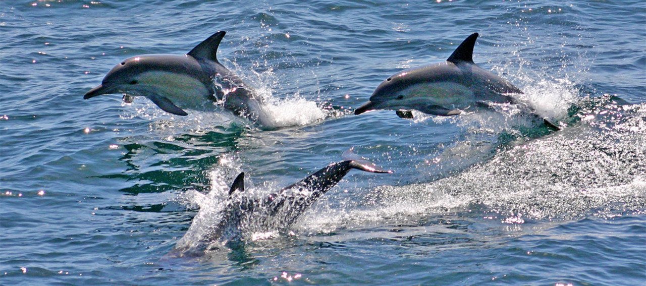 Port Stephens: Dolphin Cruise, Koalas & Sandboarding