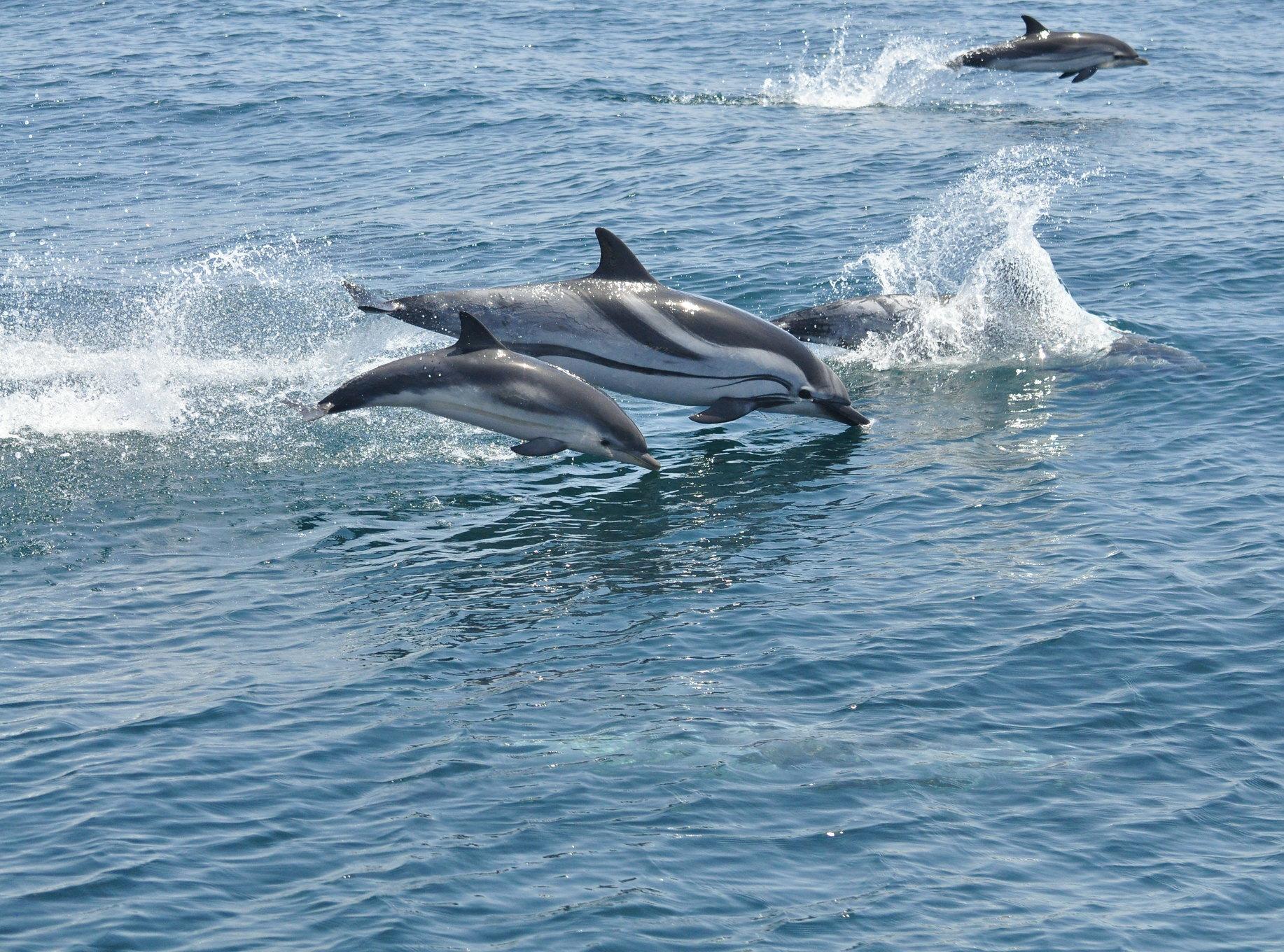 Gibraltar Dolphin Watching & Free Time Day Trip