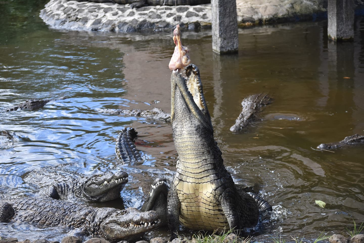 Tea Plantation & Crocodile Park Discovery Tour