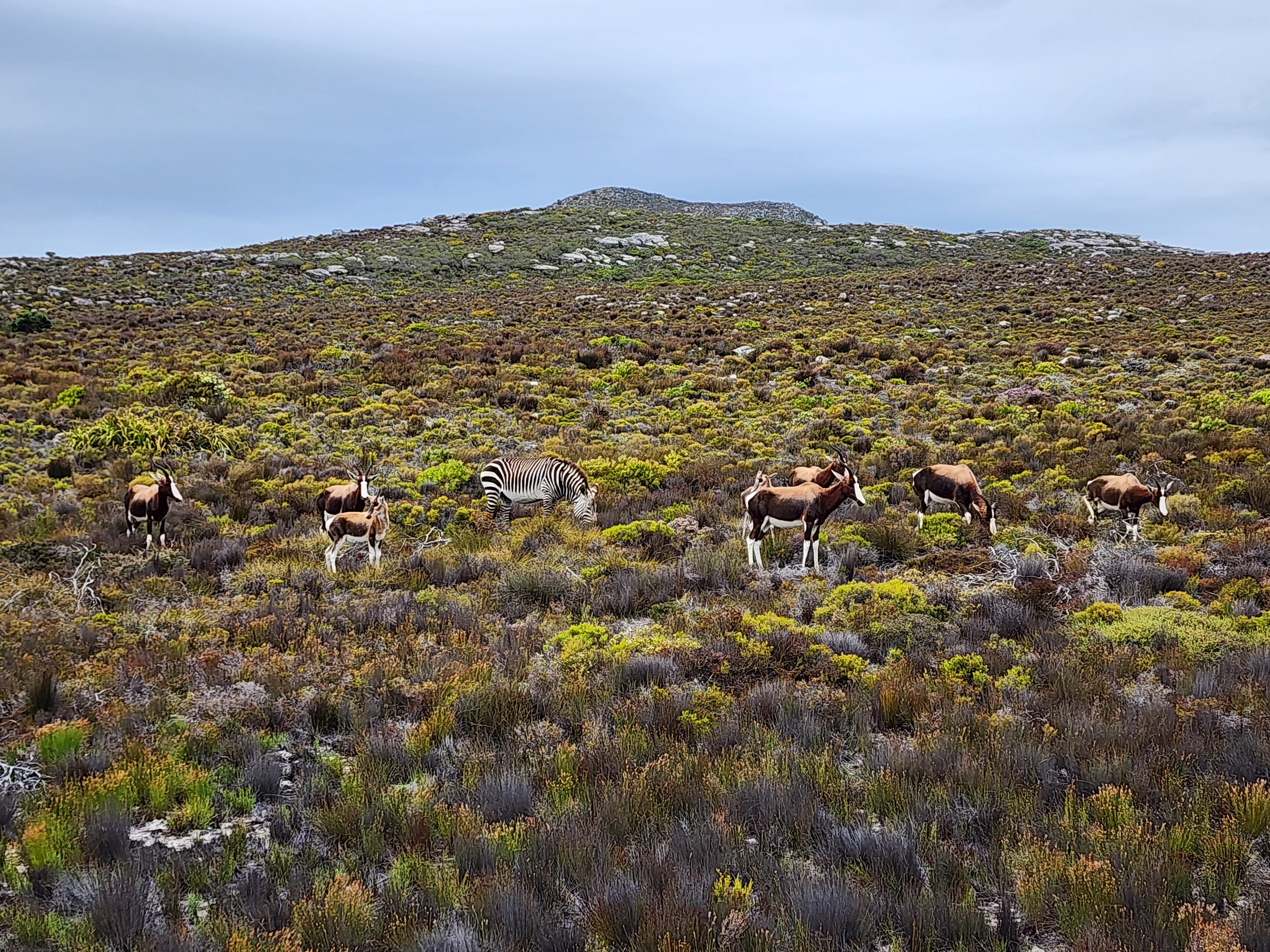 Cape Point & Boulders Beach Full-Day Tour from Cape Town