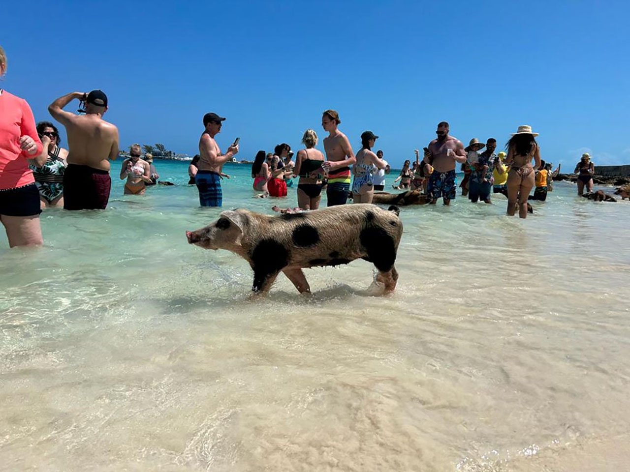 Nassau Catamaran Adventure: Swimming Pigs, Turtles & Snorkeling