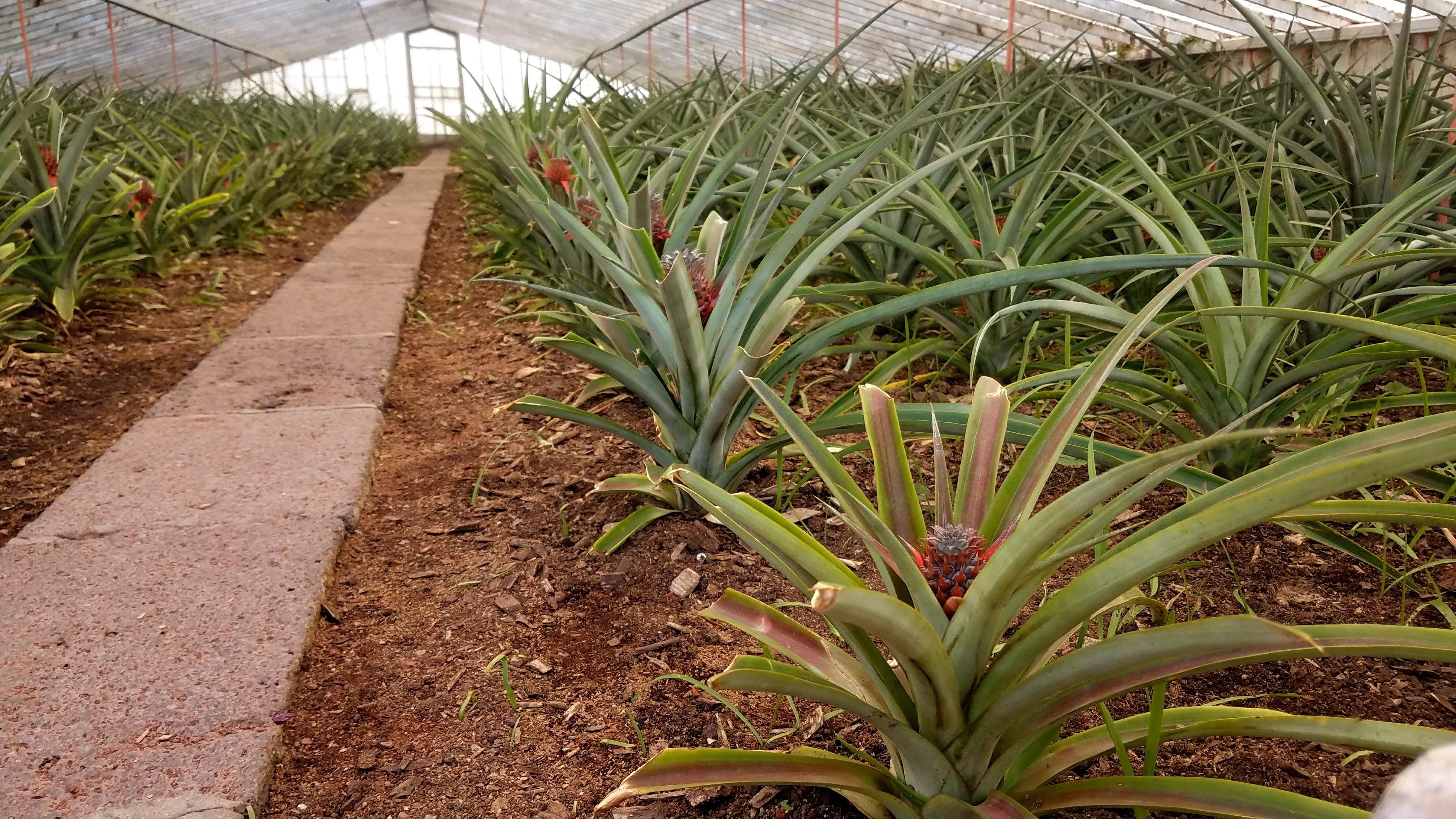 Pineapple plants growing inside the Arruda greenhouse