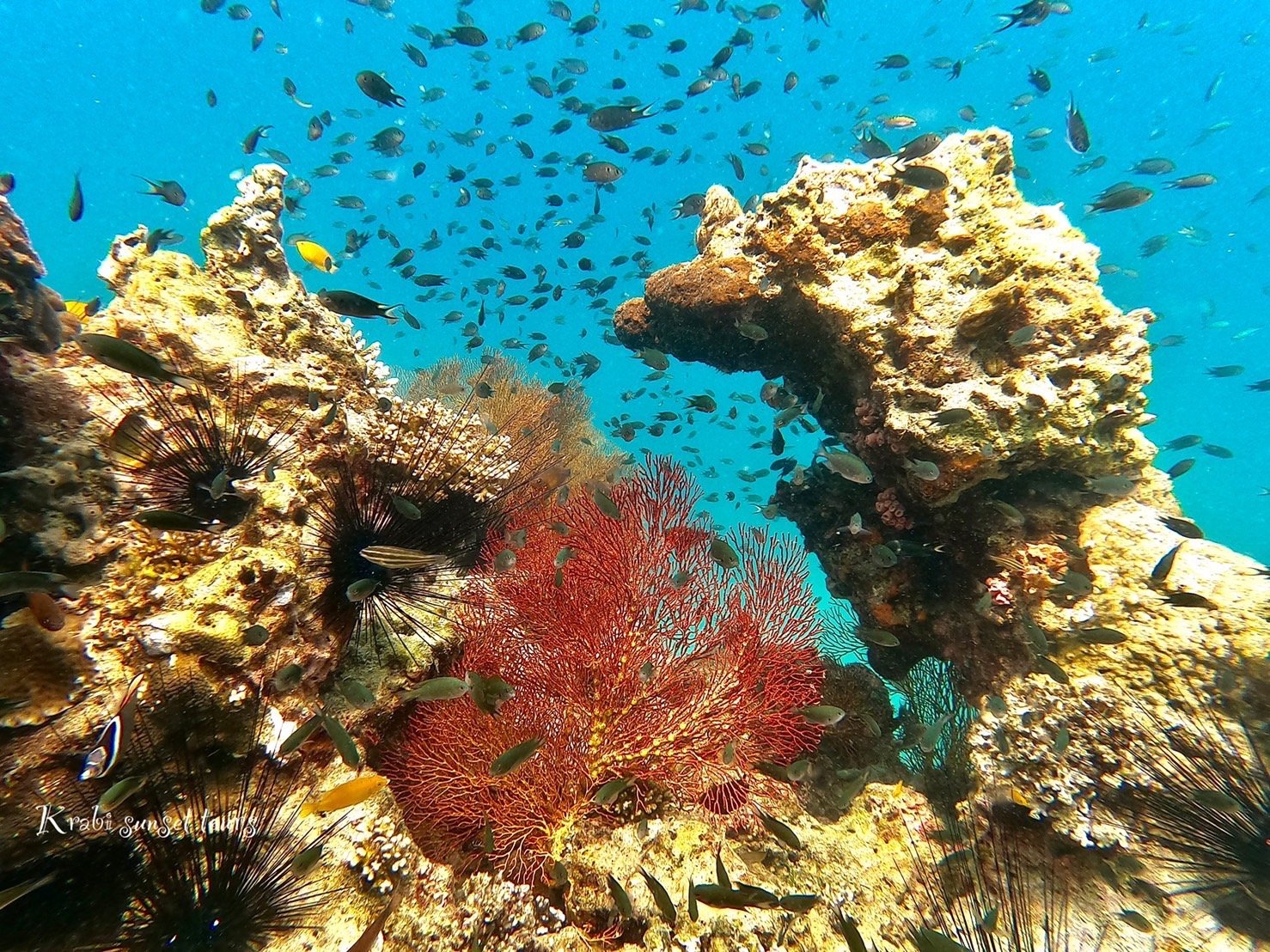 Krabi: Phi Phi Islands Sunset & Maya Bay Day Tour