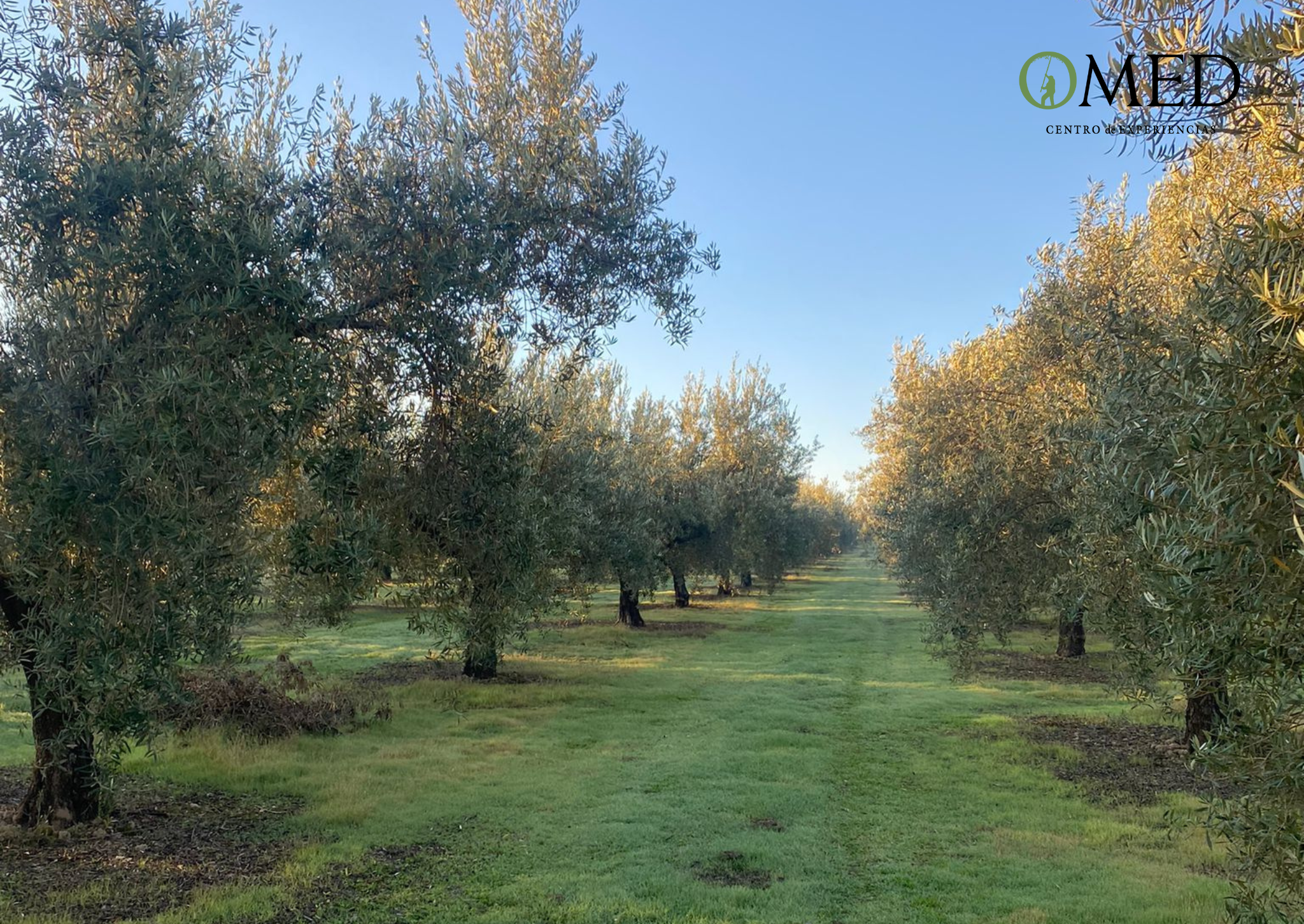olive oil tasting in Granada — photo 1