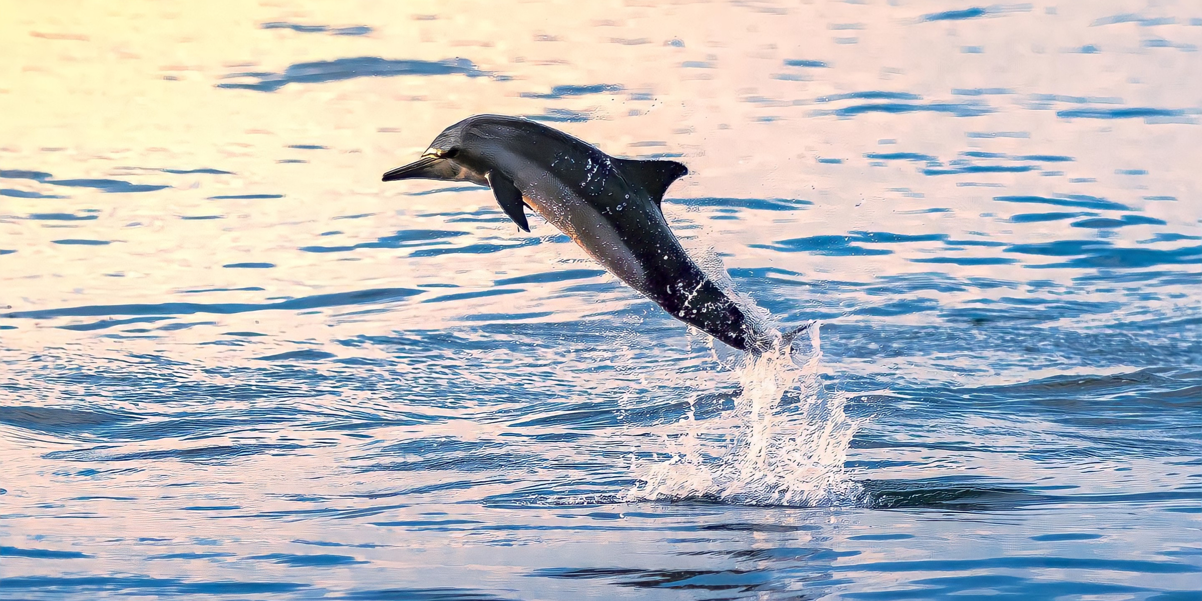 Muscat Dolphin Watching Boat Tour