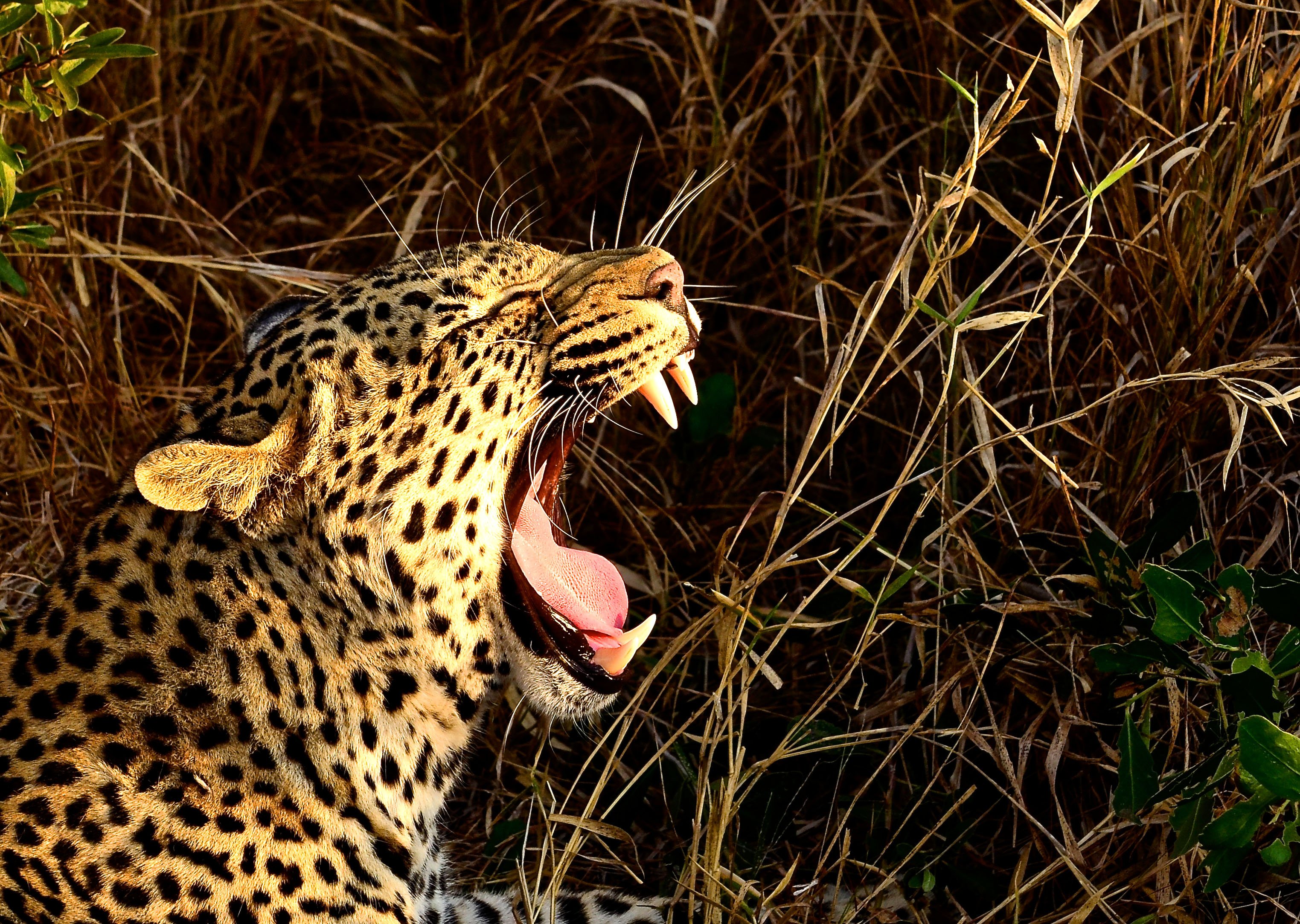 Hluhluwe-Imfolozi Safari Adventure from Richards Bay