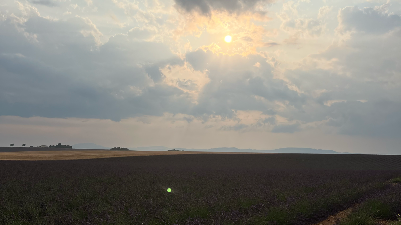 Valensole lavender fields in Provence — guided lavender tour photo 6
