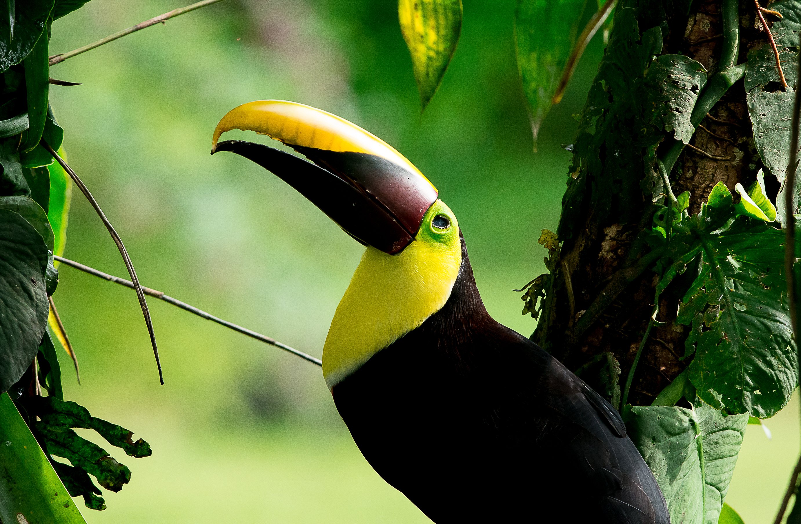 Manuel Antonio National Park: Guided Nature Tour with Entry Ticket