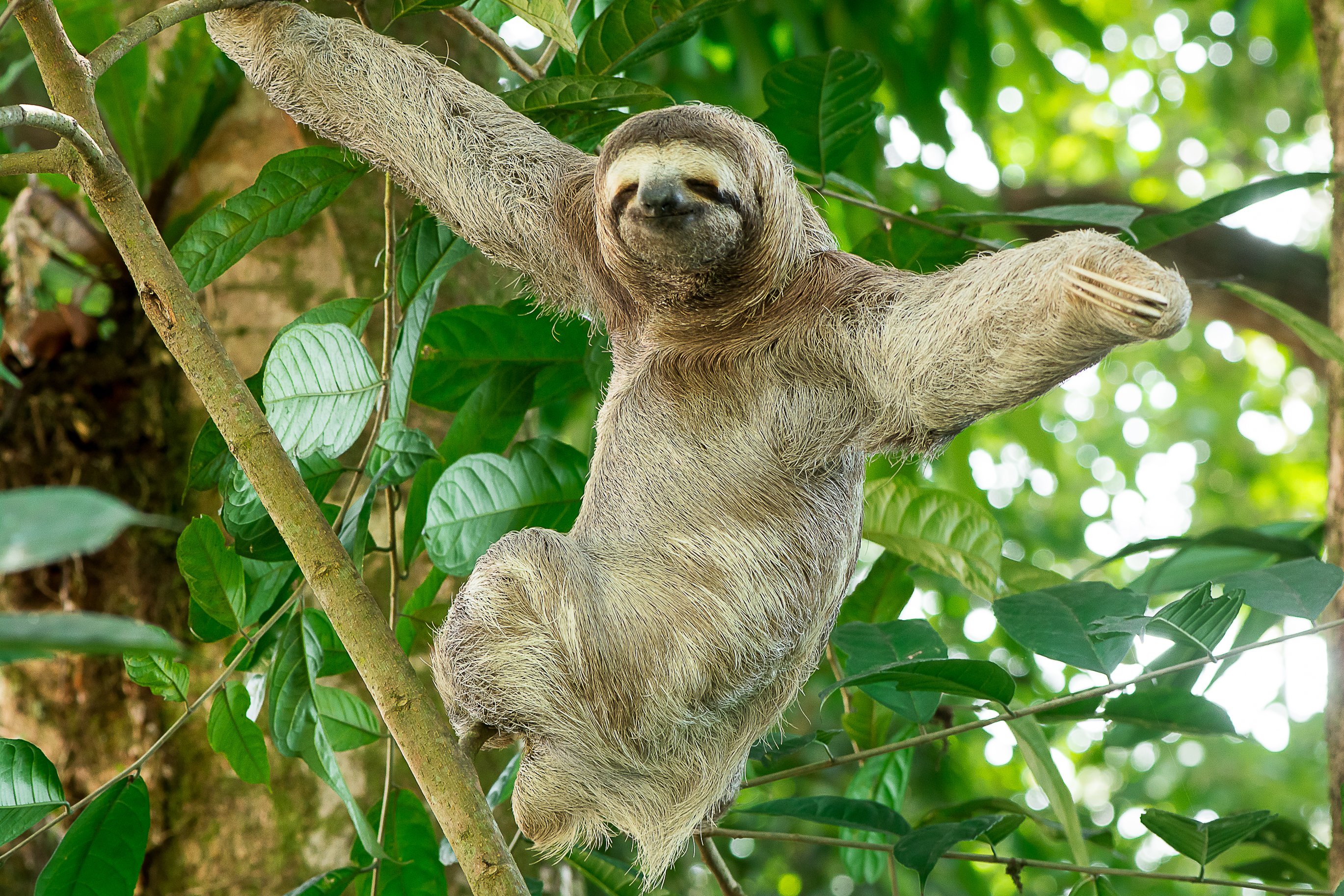 Manuel Antonio National Park: Guided Nature Tour with Entry Ticket