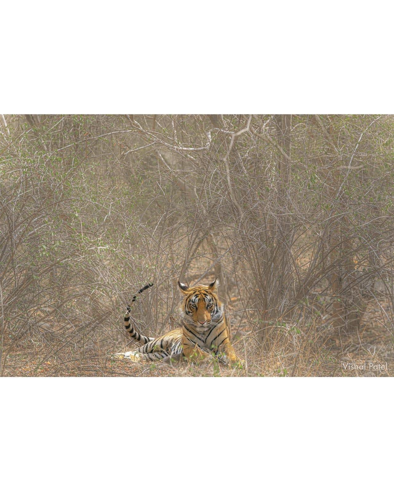 Ranthambore National Park: Wildlife Safari Adventure