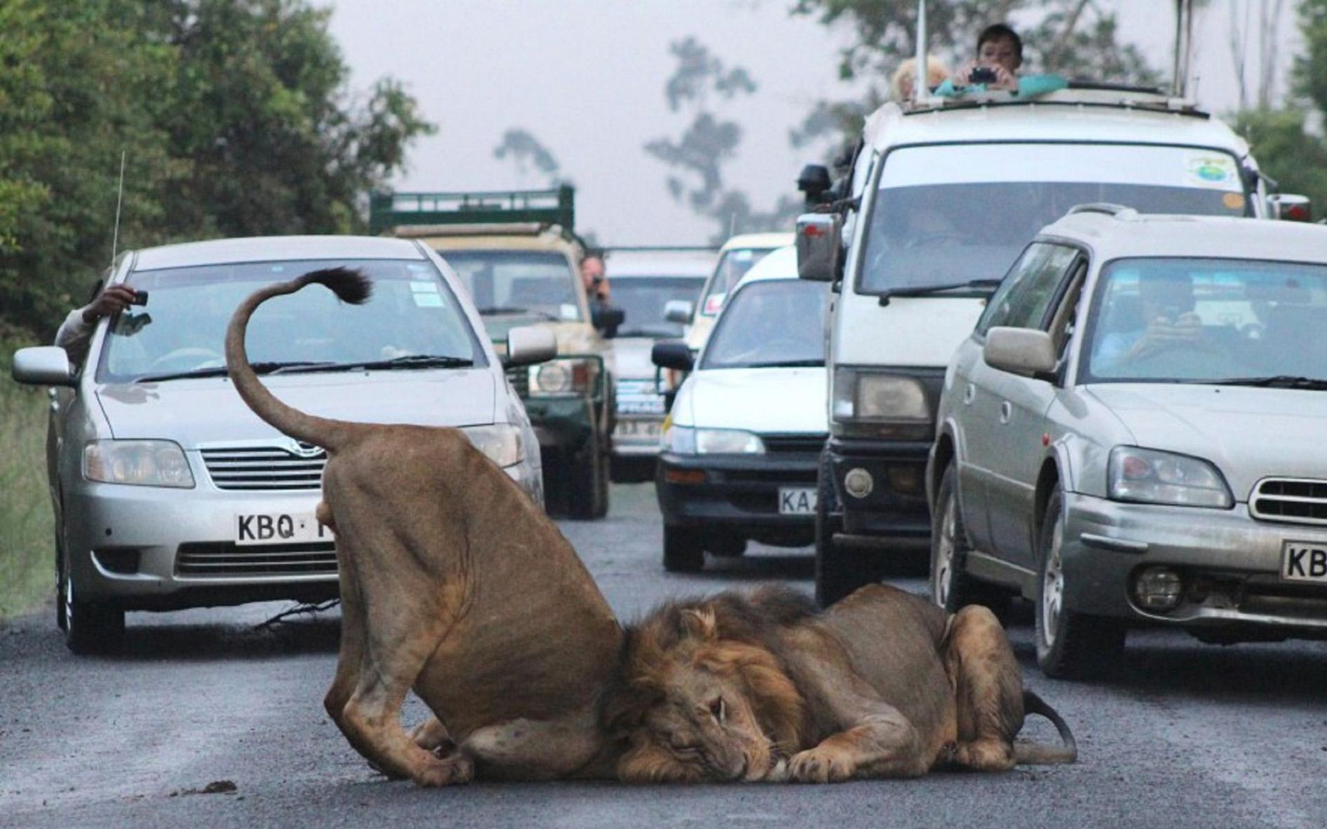 Nairobi Wildlife Trio: National Park, Elephants & Giraffes