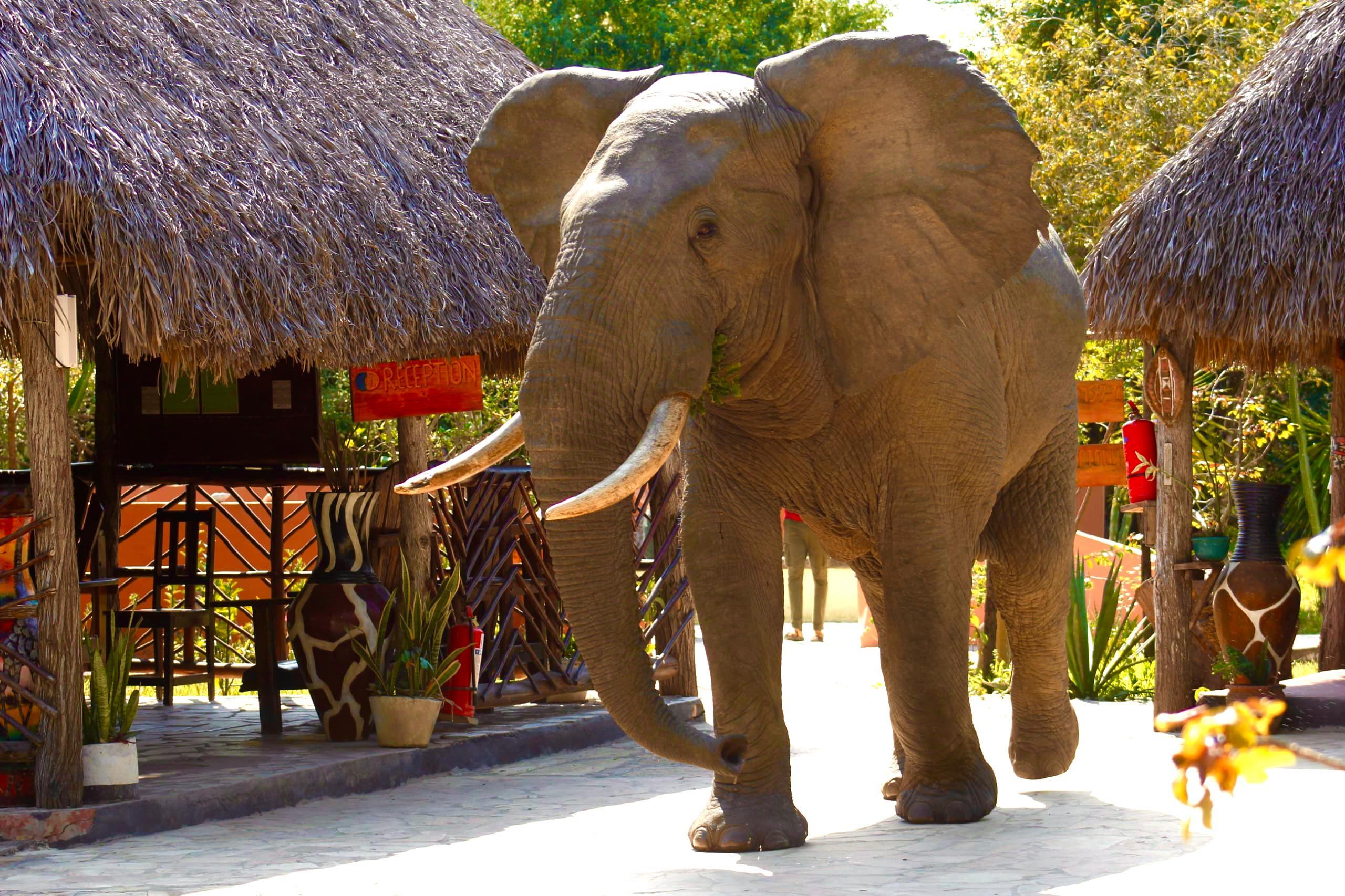 Zanzibar to Selous: Full-Day Safari with Bush Lunch (+ 2-Day Option)