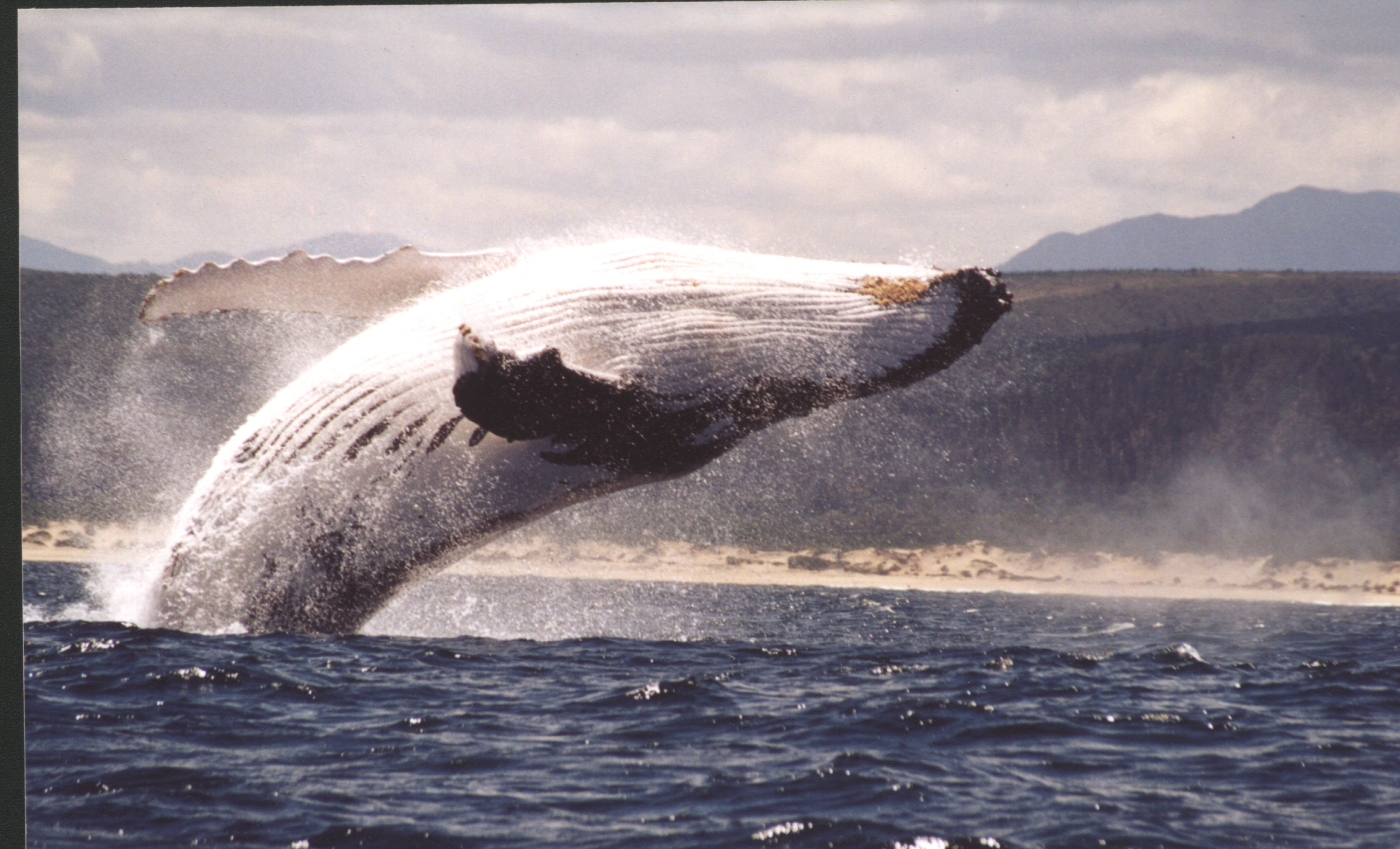 Plettenberg Bay Whale-Watching Ocean Safari