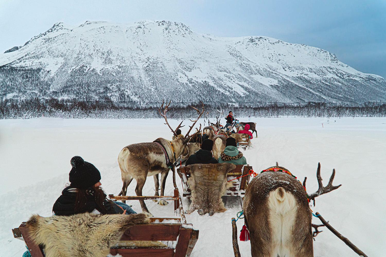 Tromsø: Reindeer Sledding and Sami Cultural Tour with Lunch