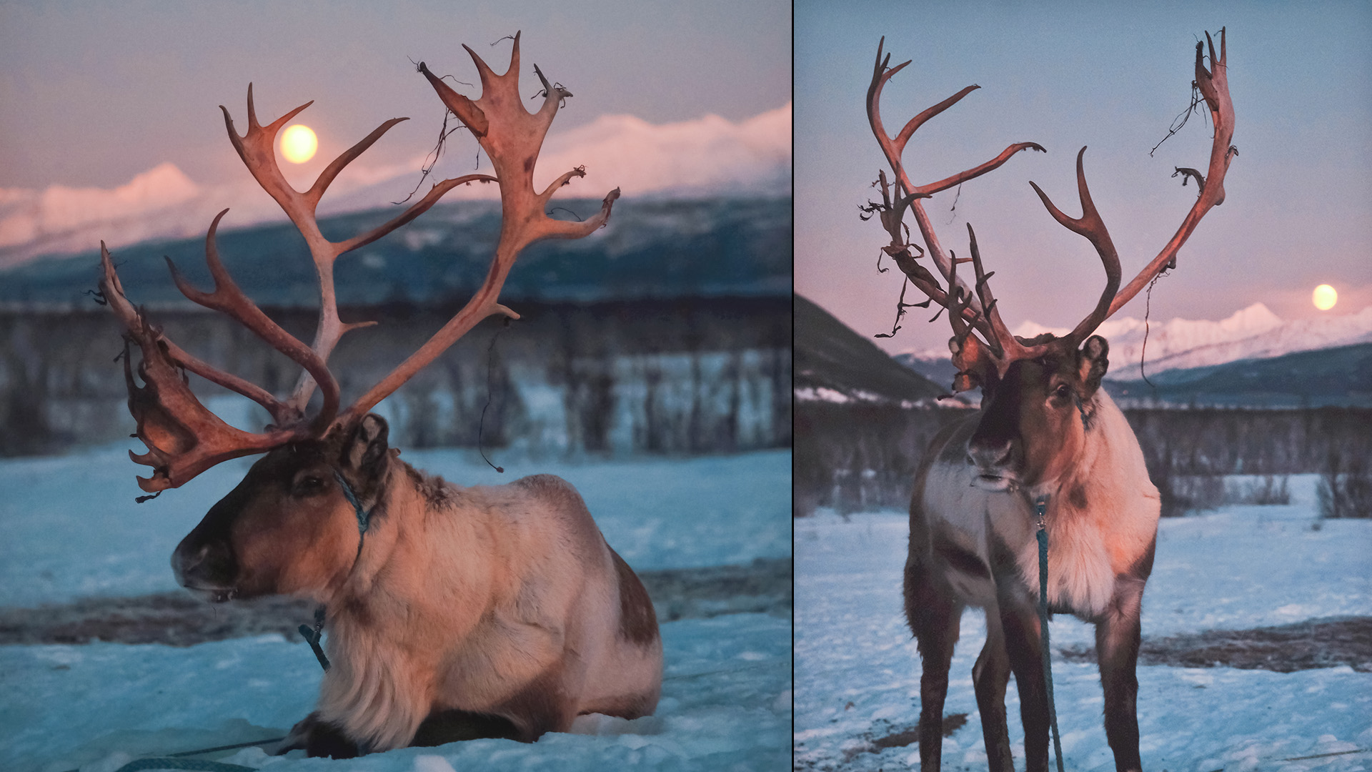 Tromsø Reindeer Camp & Northern Lights Experience with Traditional Dinner