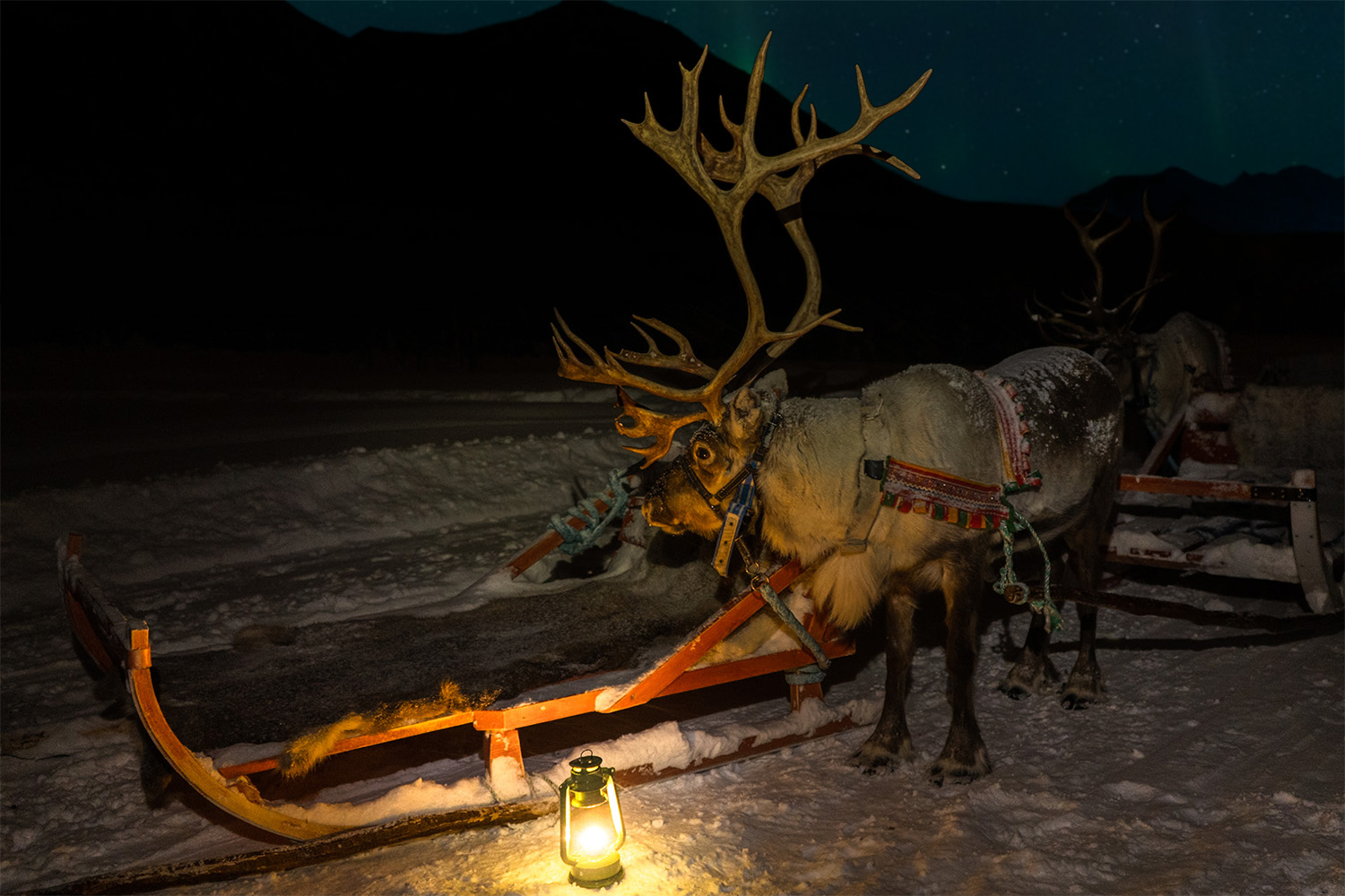 Reindeer Sledding with Chance of Northern Lights with Dinner
