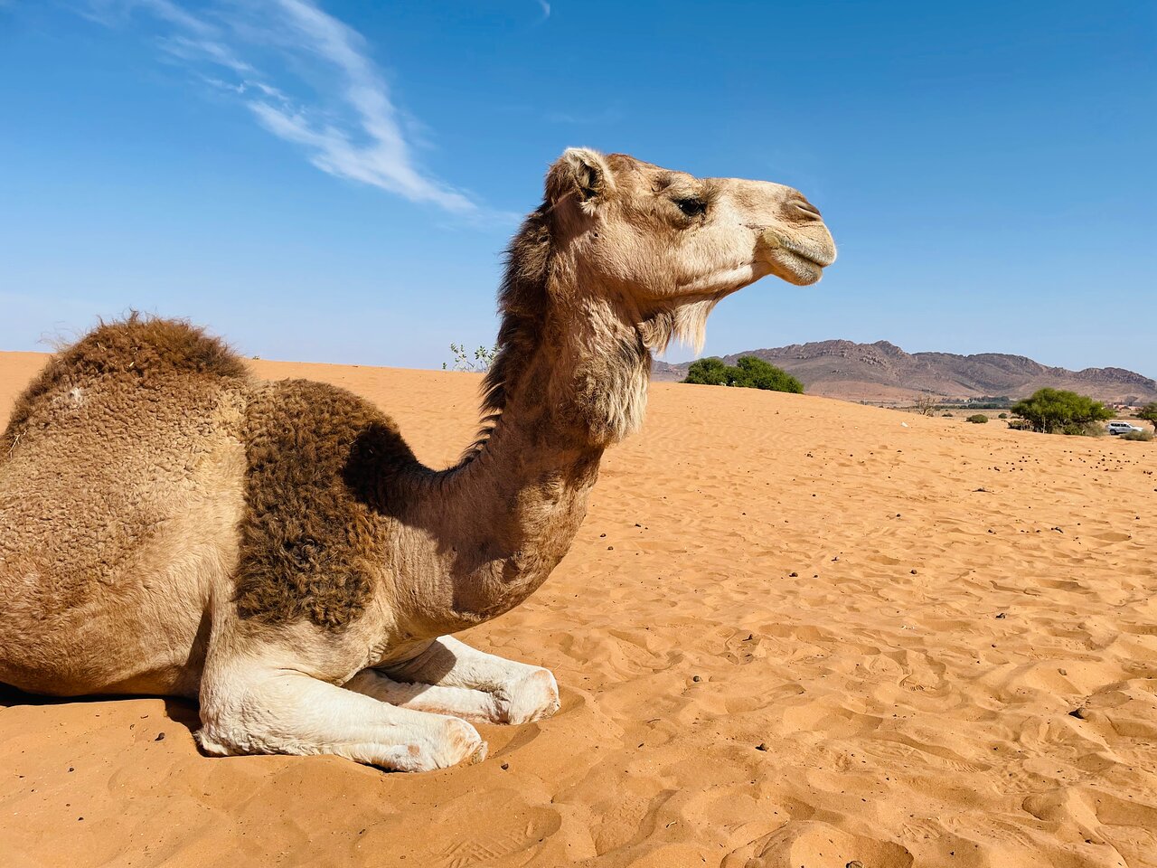 Paradise Valley and Desert Dune Camel Trek from Agadir