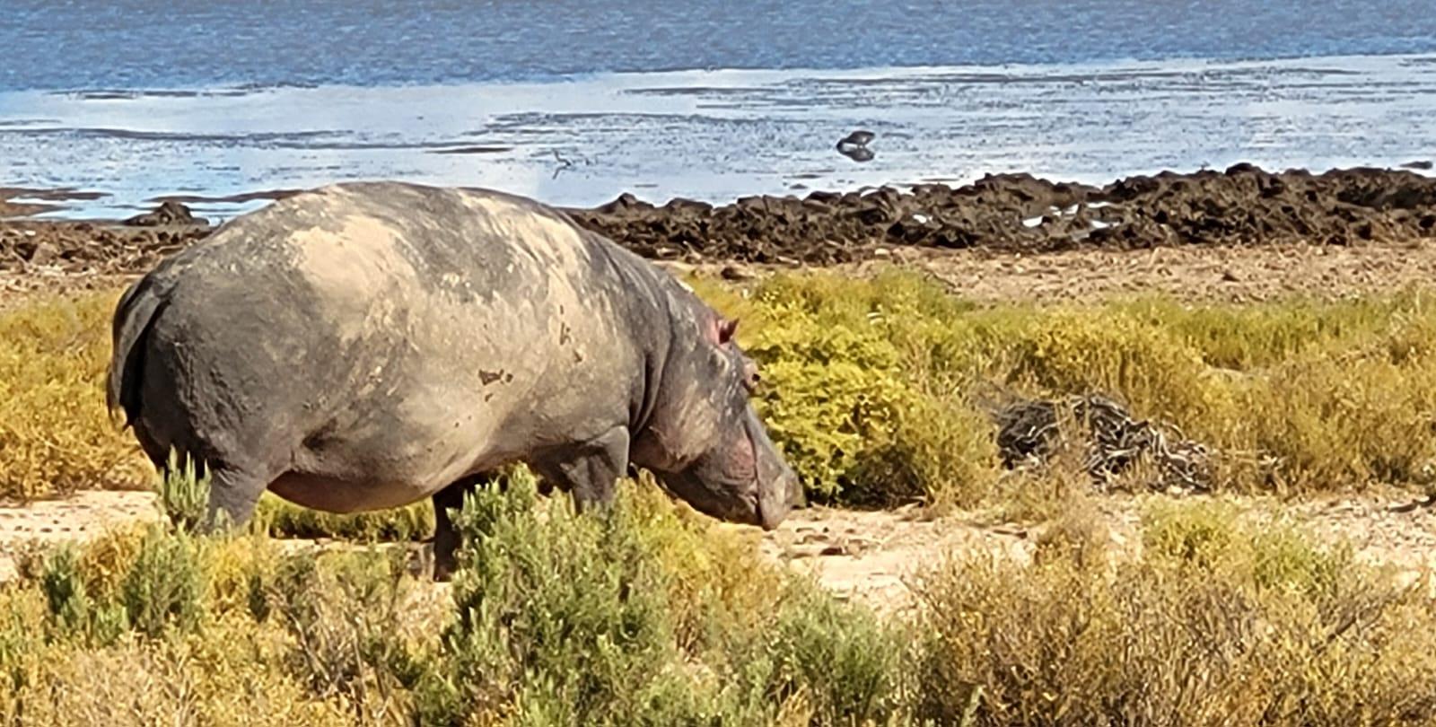 Cape Town Big Five Sunset Safari with Buffet & Hotel Transfers