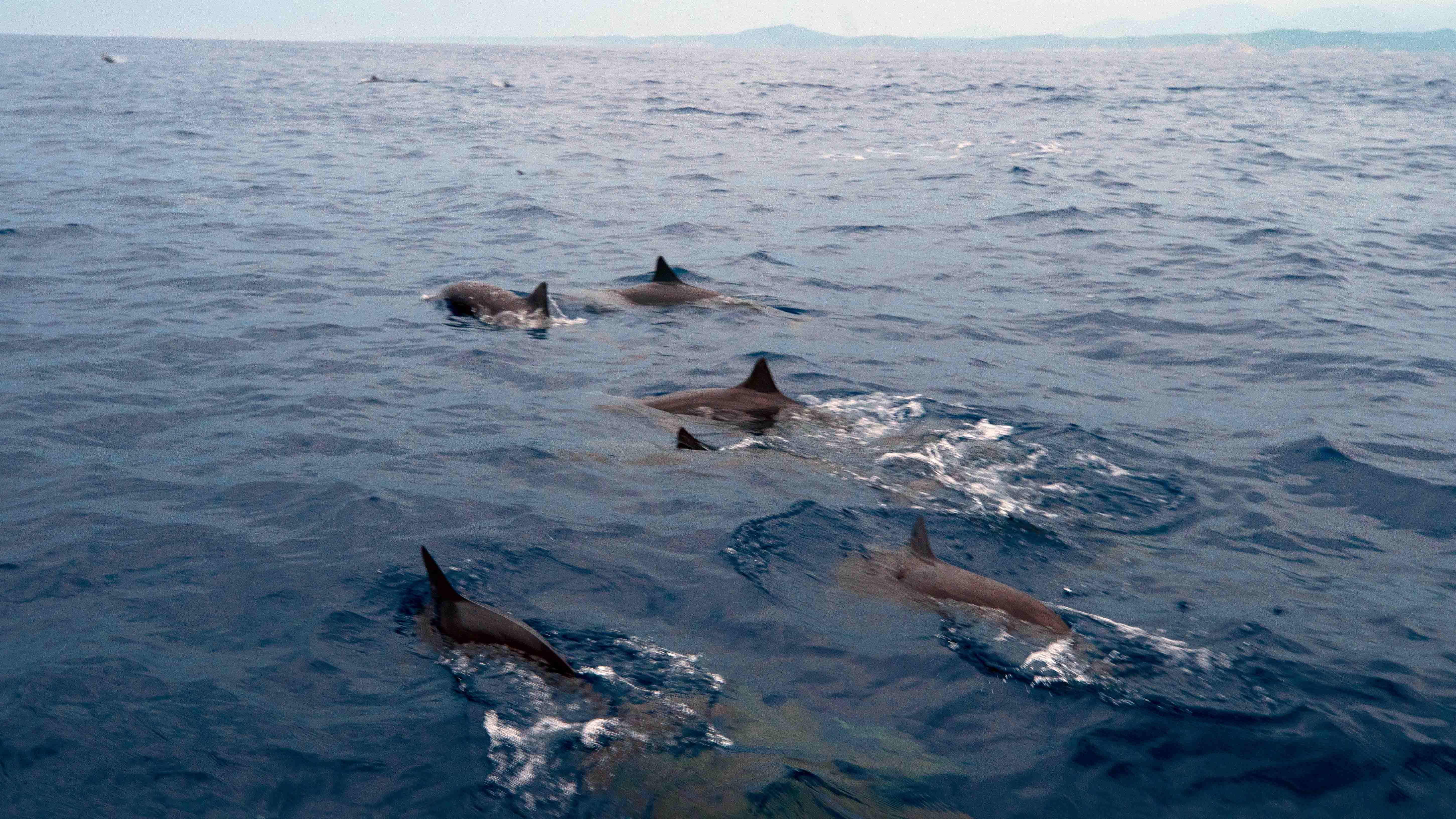 Dolphin & Sea Turtle Boat Expedition