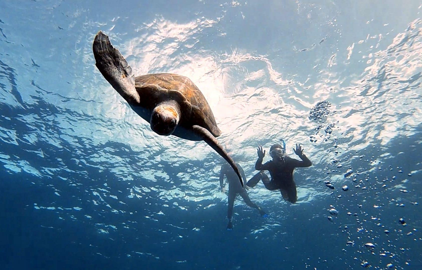 Tenerife Snorkeling with Turtles and Rays