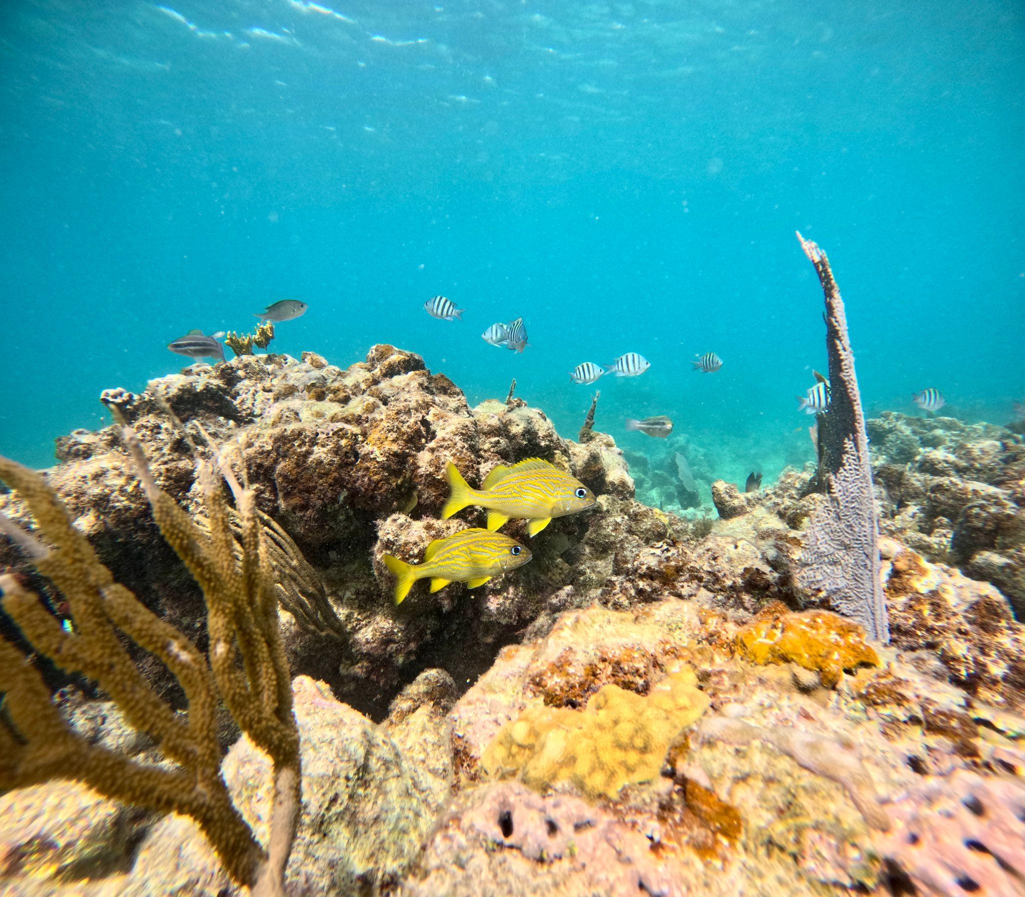 Culebra Island Snorkeling & Sailing Adventure from Fajardo