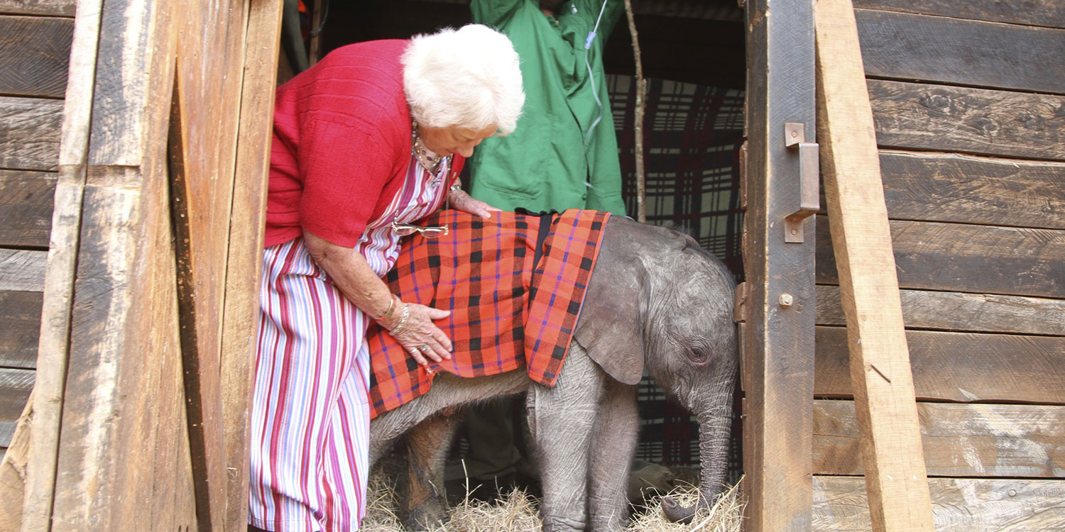 Nairobi Elephant & Giraffe Sanctuary Half-Day Excursion