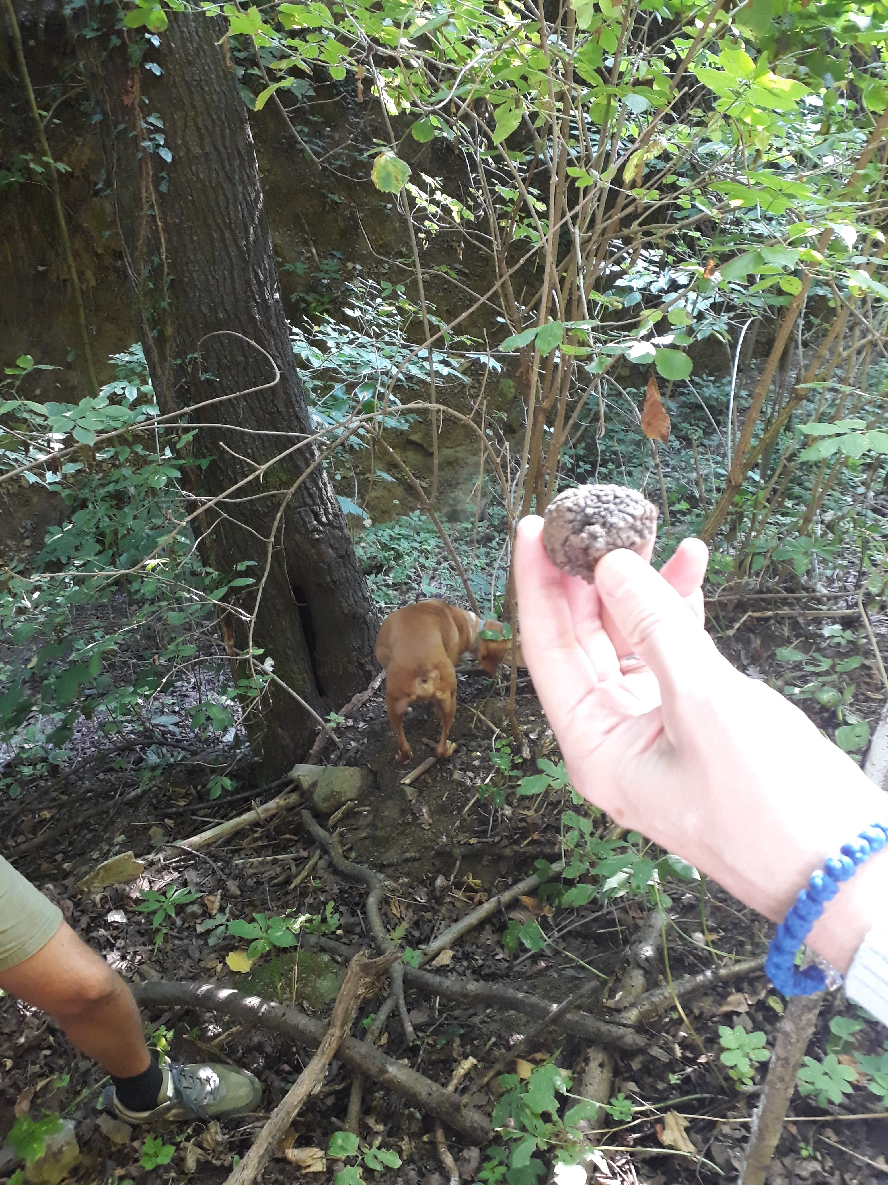 truffle hunting in Alba — photo 2
