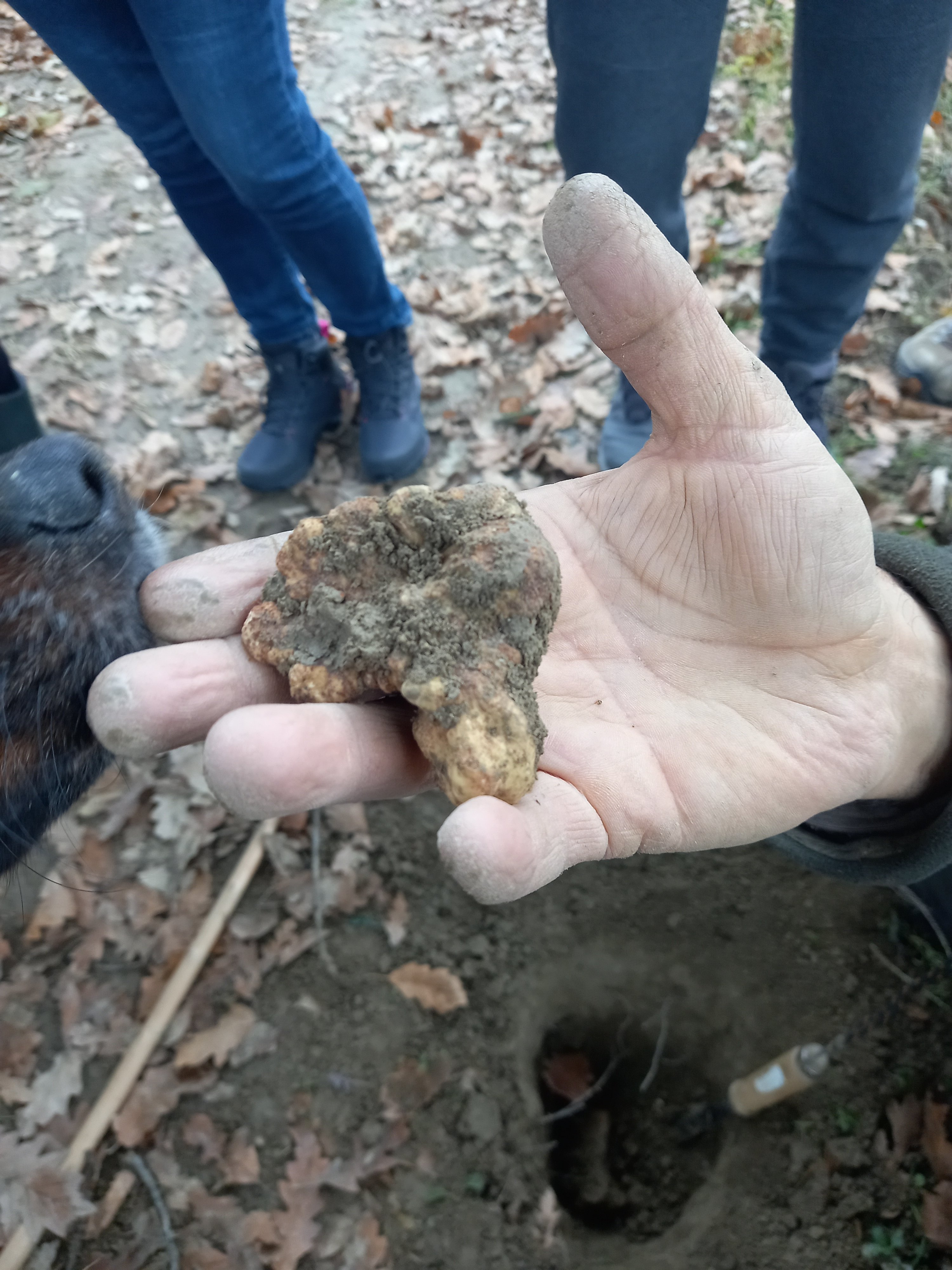 truffle hunting in Alba — photo 4