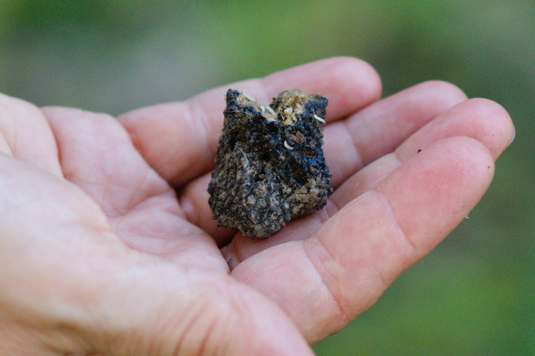 truffle hunting in Alba — photo 6