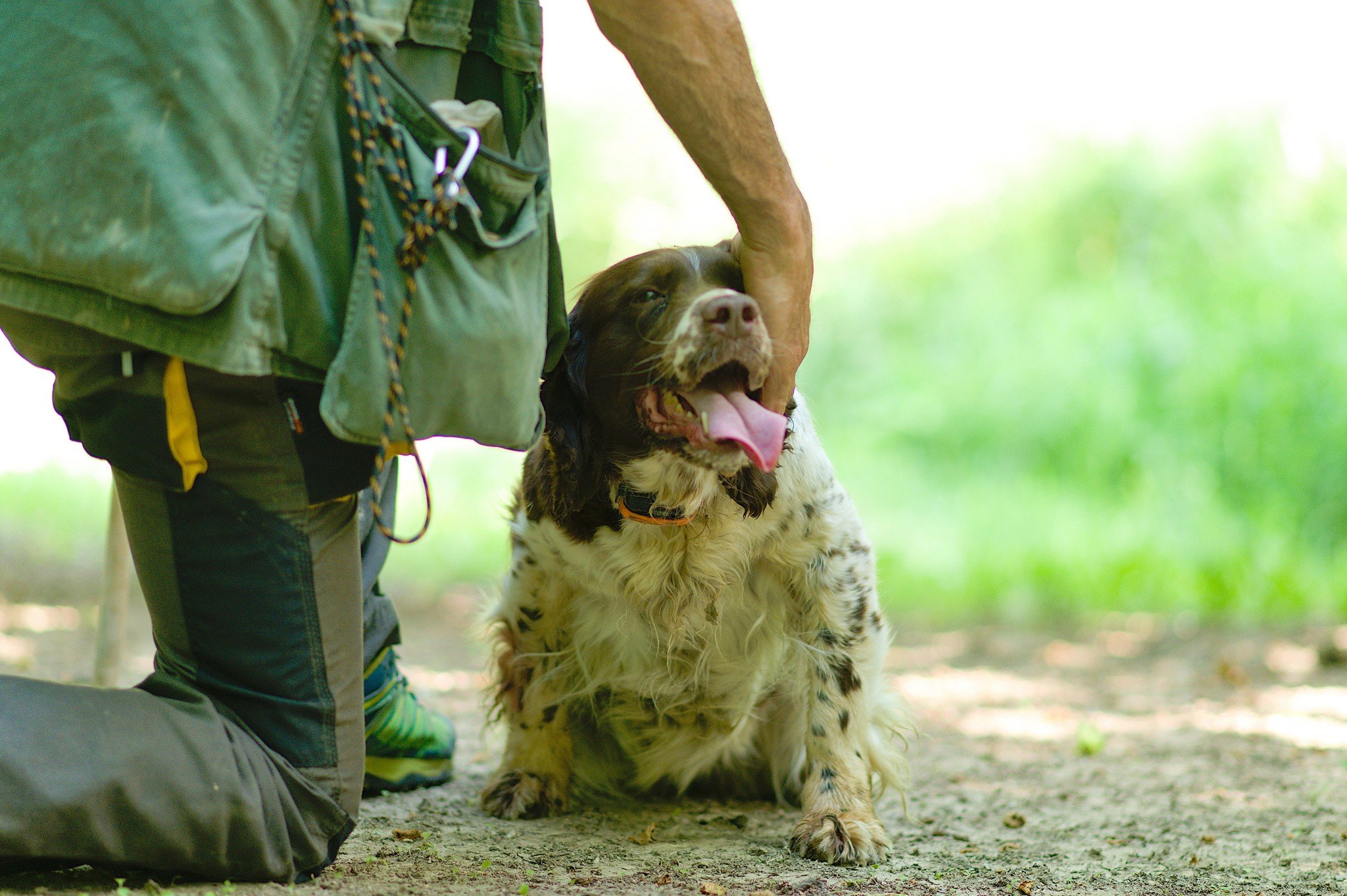truffle hunting in Alba — photo 1