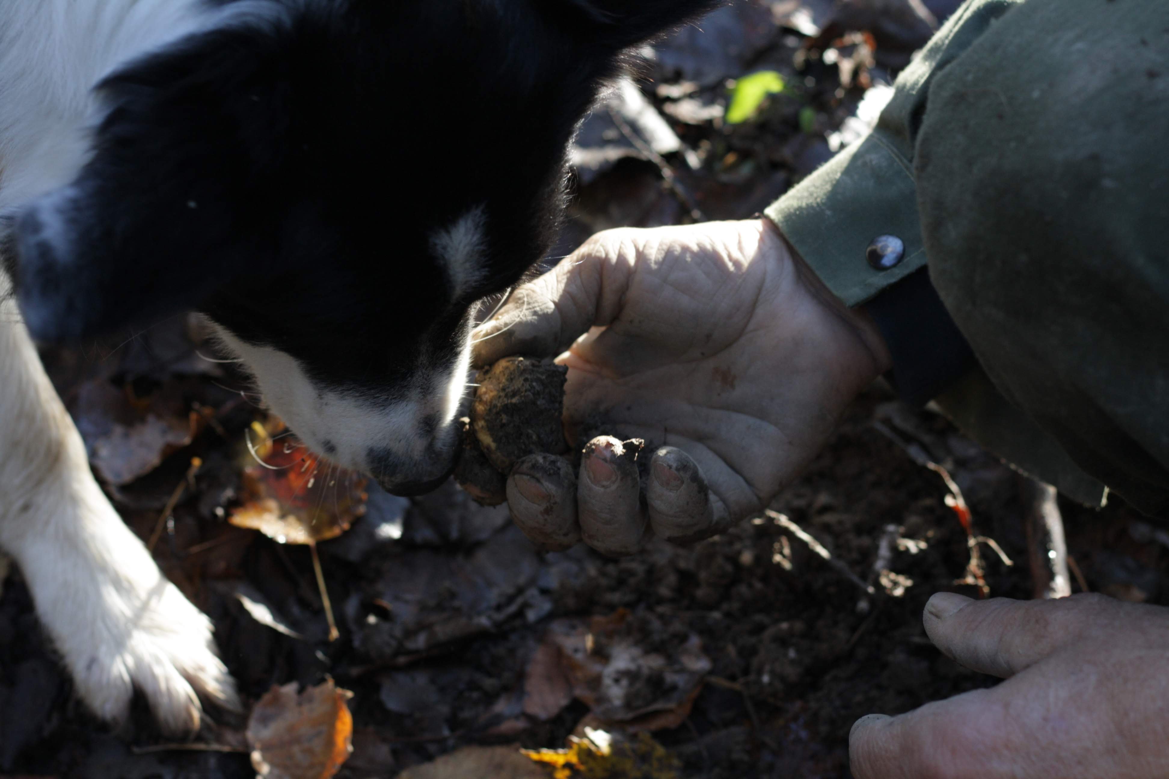 truffle hunting in Alba — photo 7