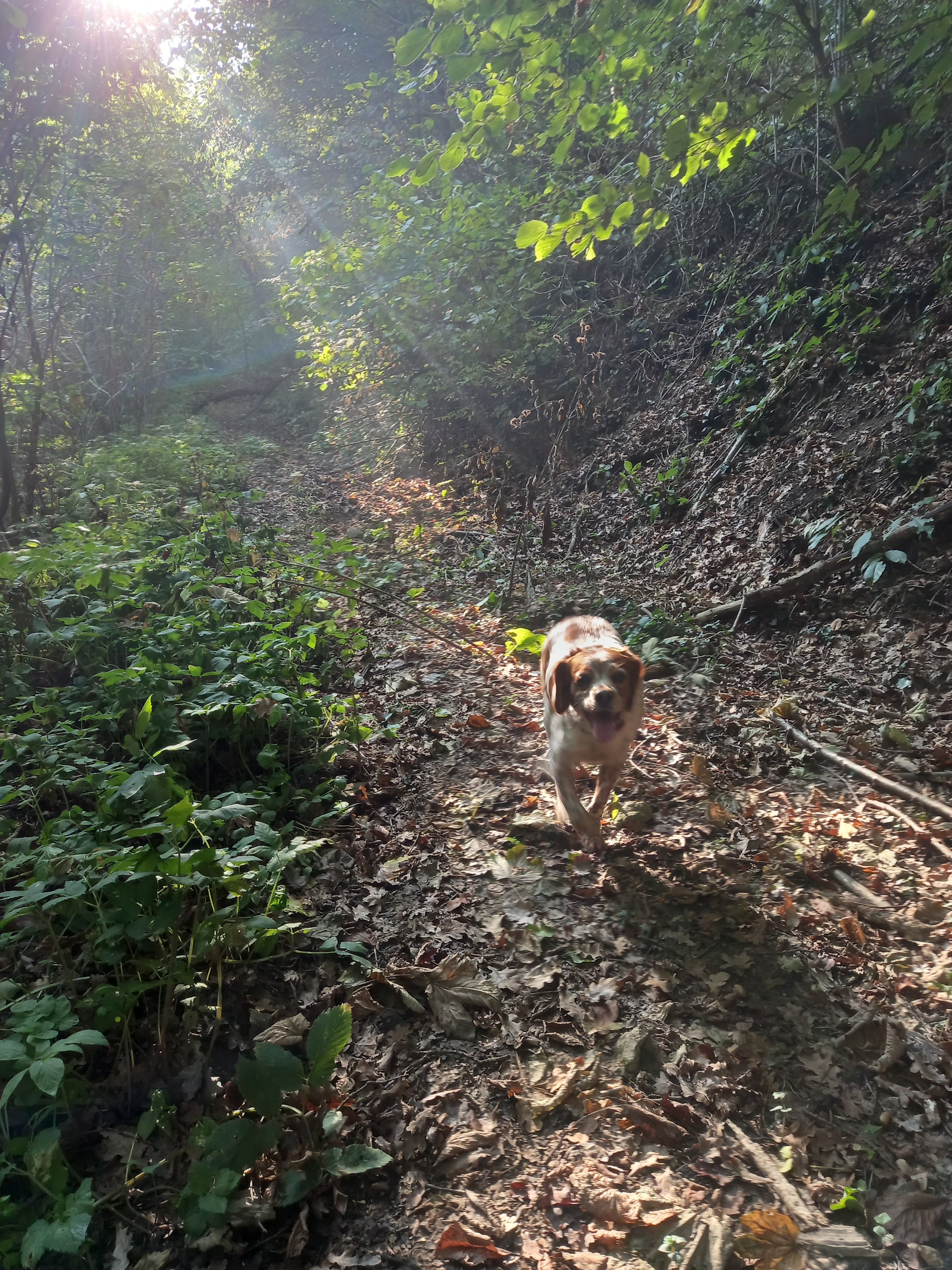 truffle hunting in Alba — photo 9