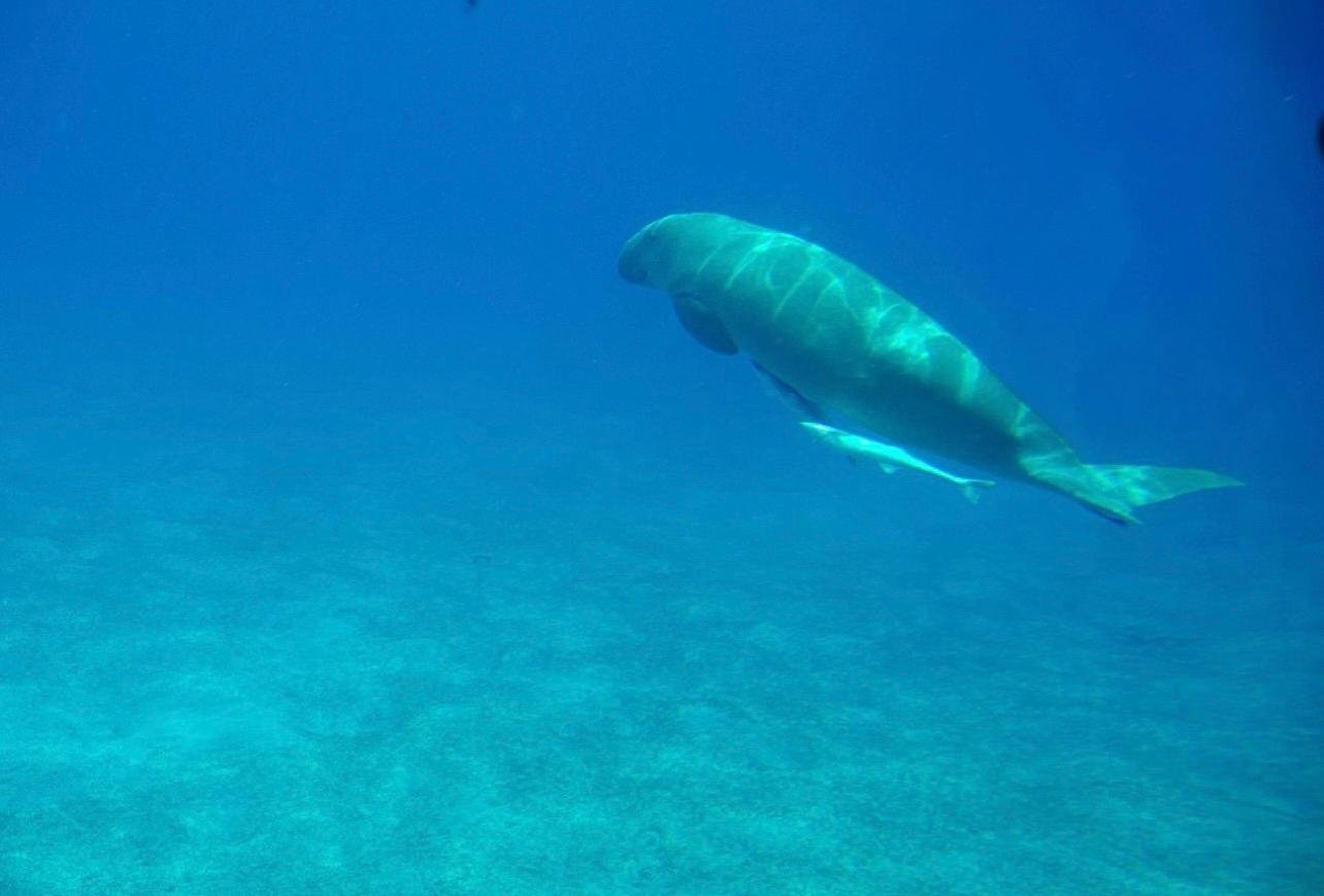 Sharm El-Sheikh Royal Seascope Semi-Submarine Cruise