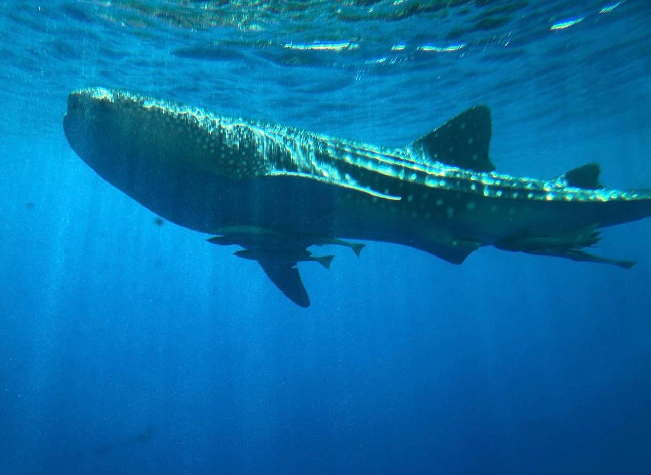 Sharm El-Sheikh Royal Seascope Semi-Submarine Cruise