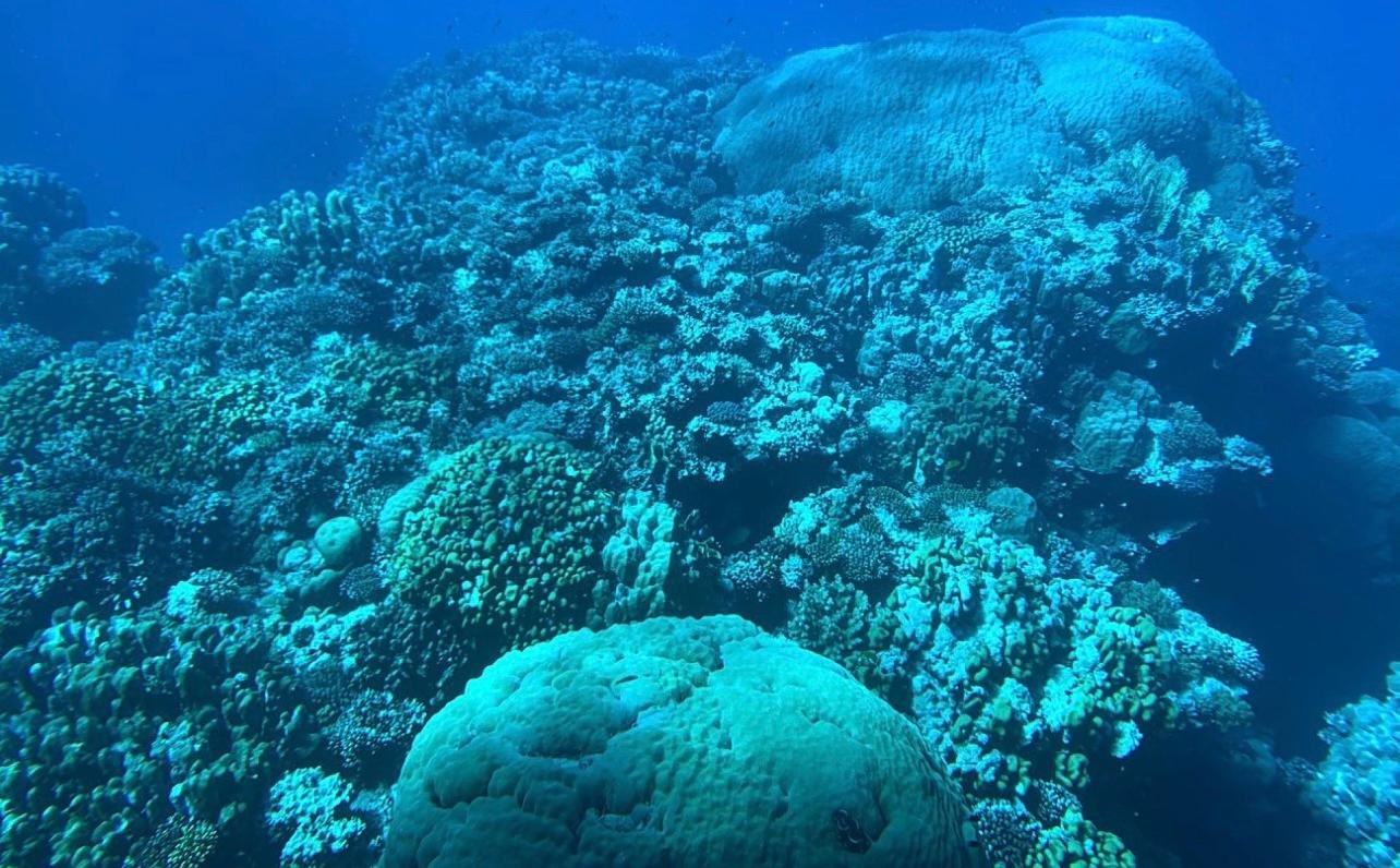 Sharm El-Sheikh Royal Seascope Semi-Submarine Cruise