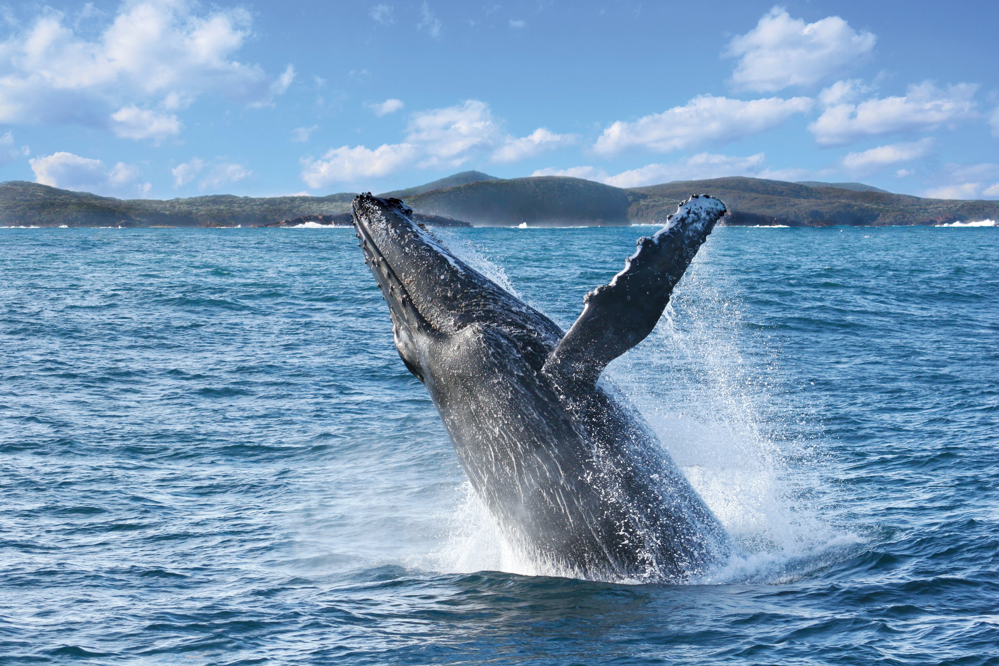 Port Stephens Whale Watching & Outer Island Cruise