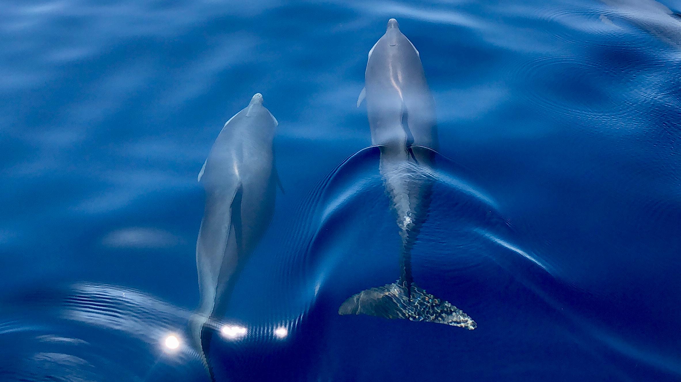 Caribbean Dolphin Encounter & Snorkeling Adventure