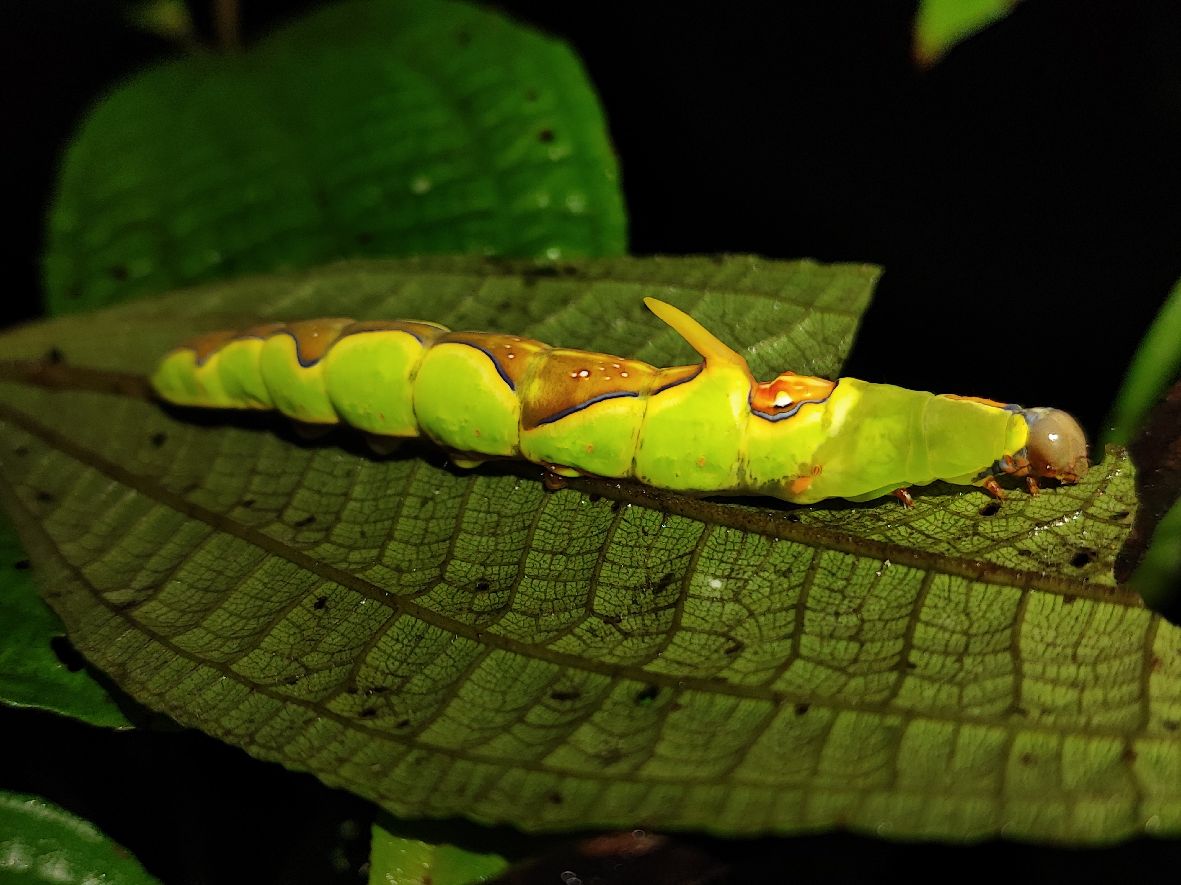 Arenal Volcano Rainforest Night Hike from La Fortuna