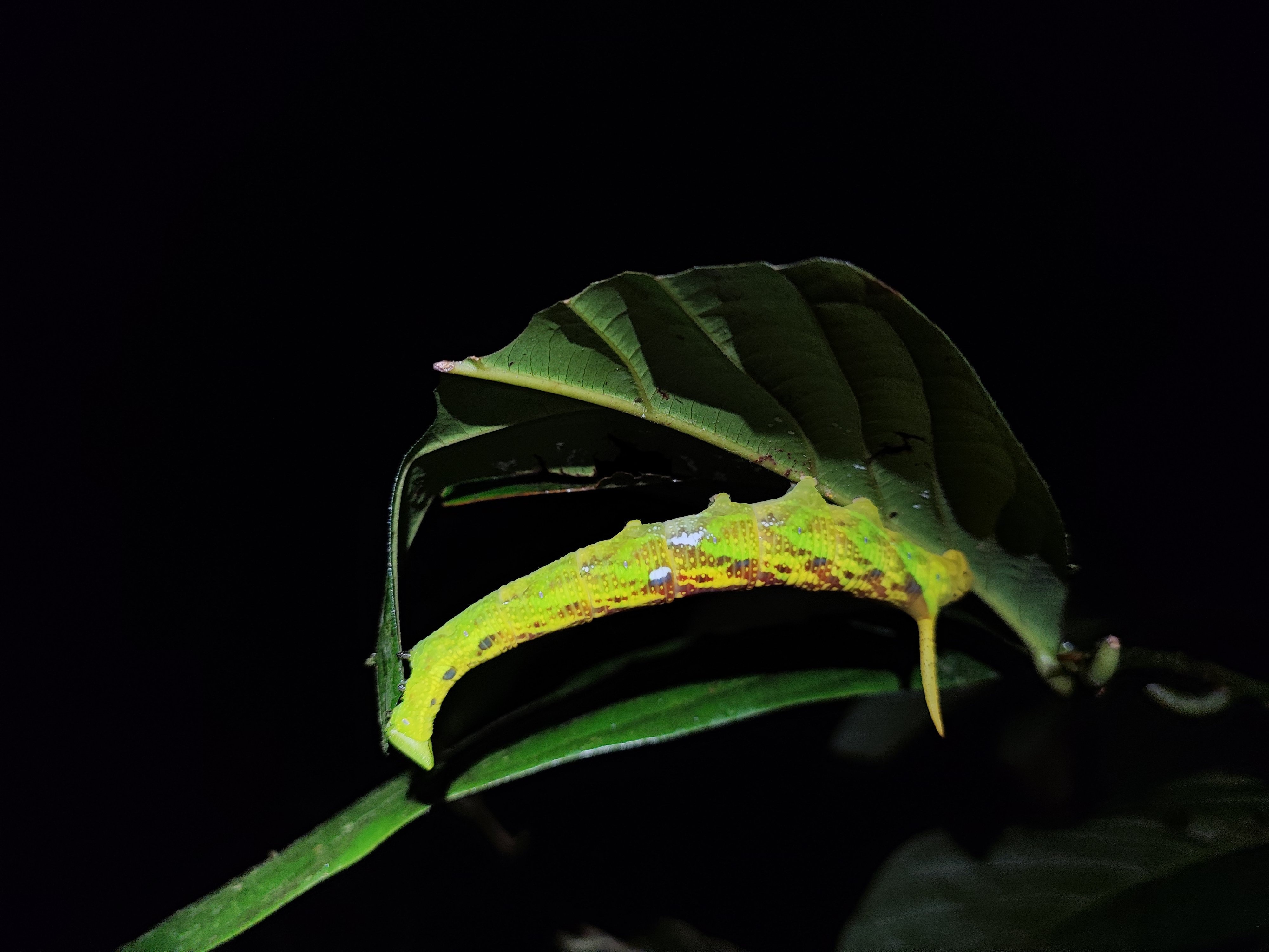 Arenal Volcano Rainforest Night Hike from La Fortuna