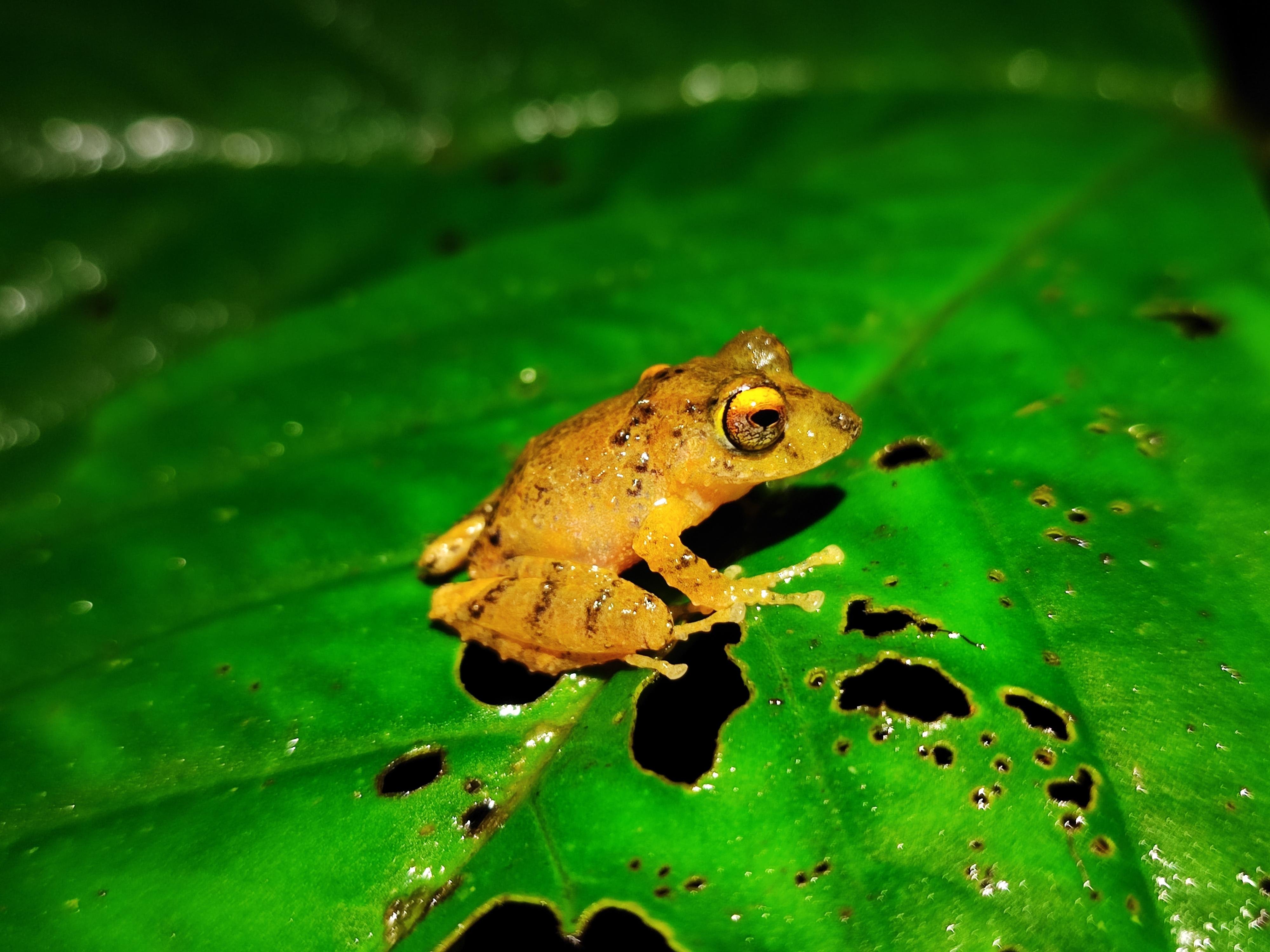 Arenal Volcano Rainforest Night Hike from La Fortuna