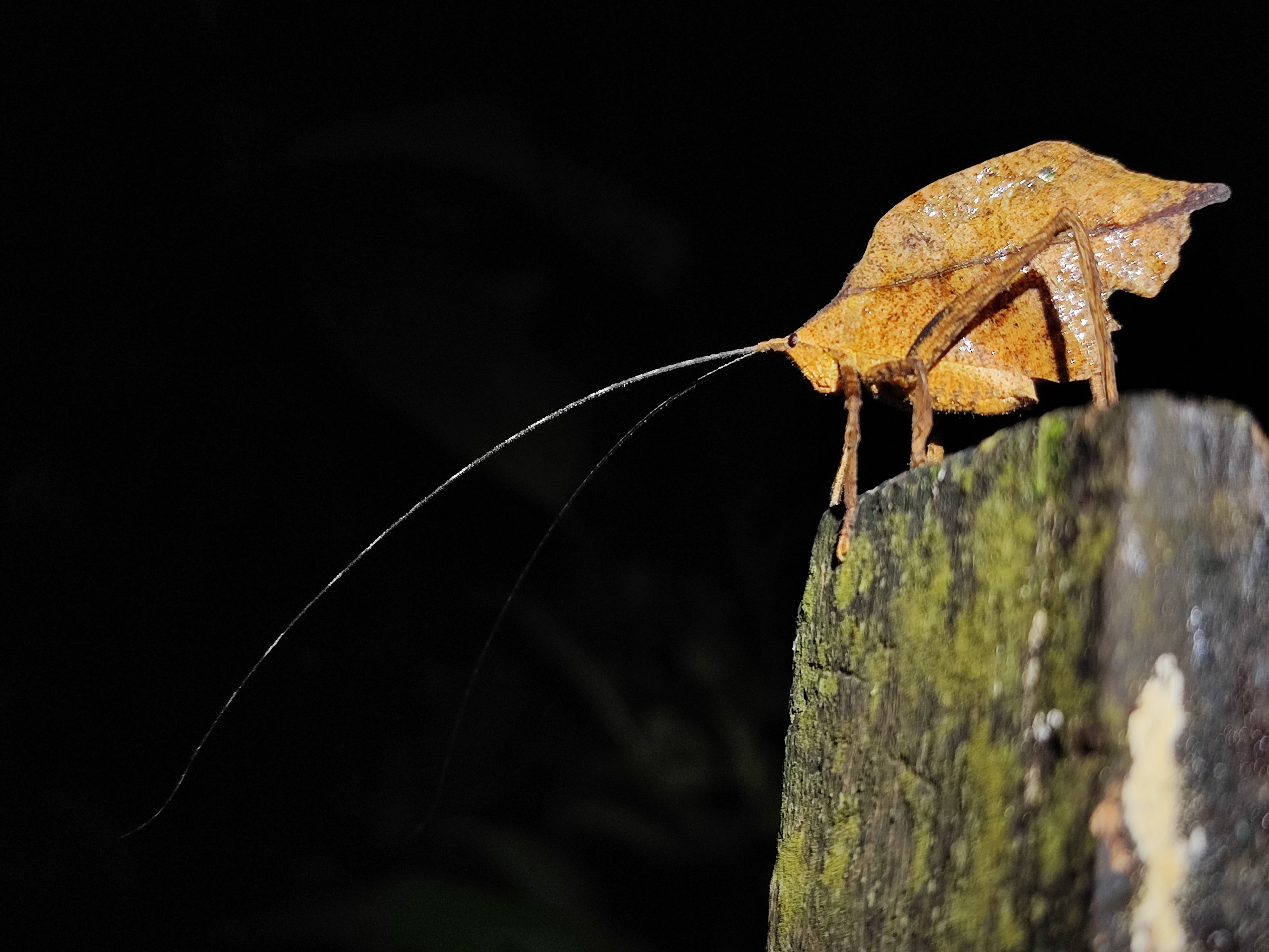 Arenal Volcano Rainforest Night Hike from La Fortuna