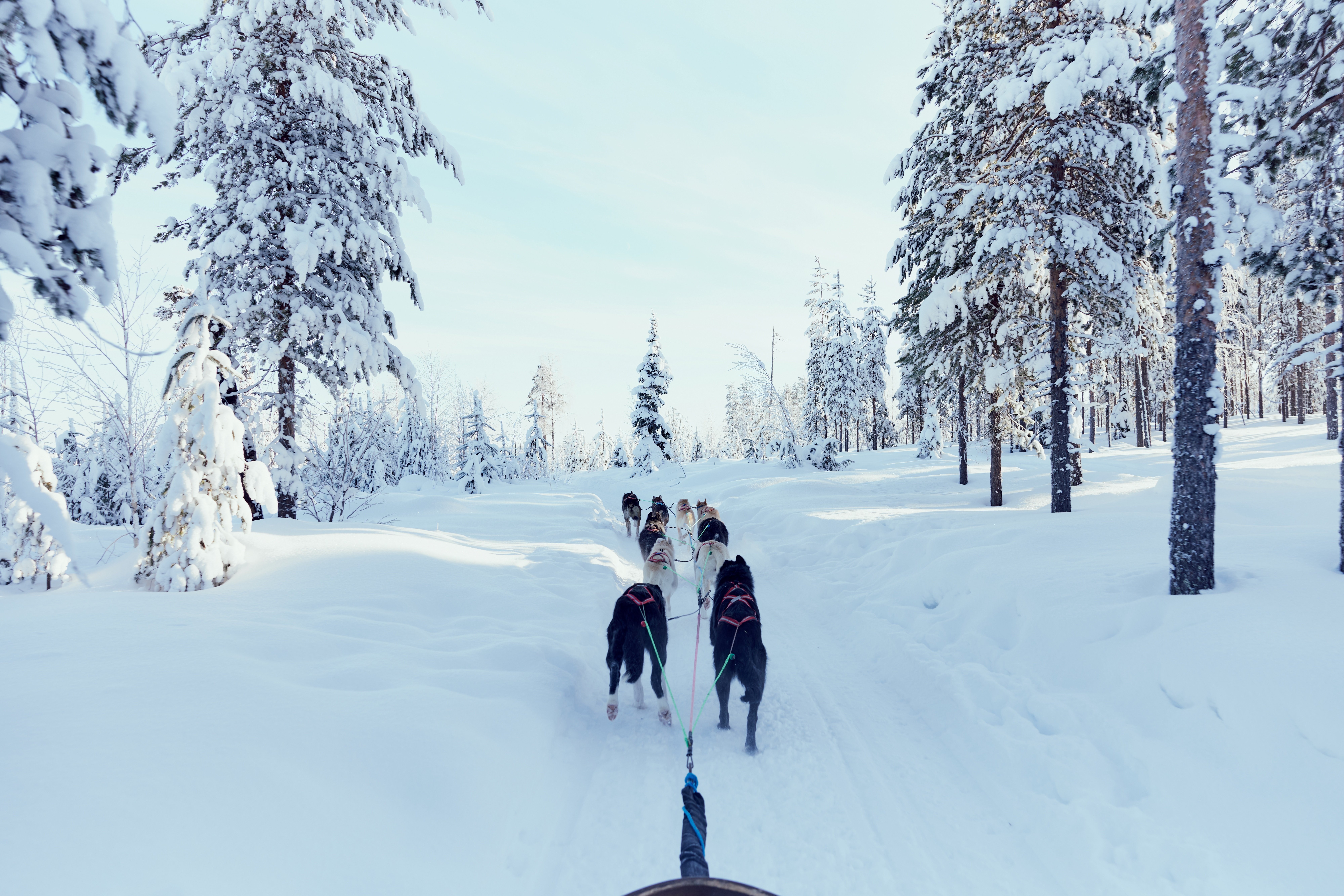 Rovaniemi Husky Sled Ride at Santa Claus Village
