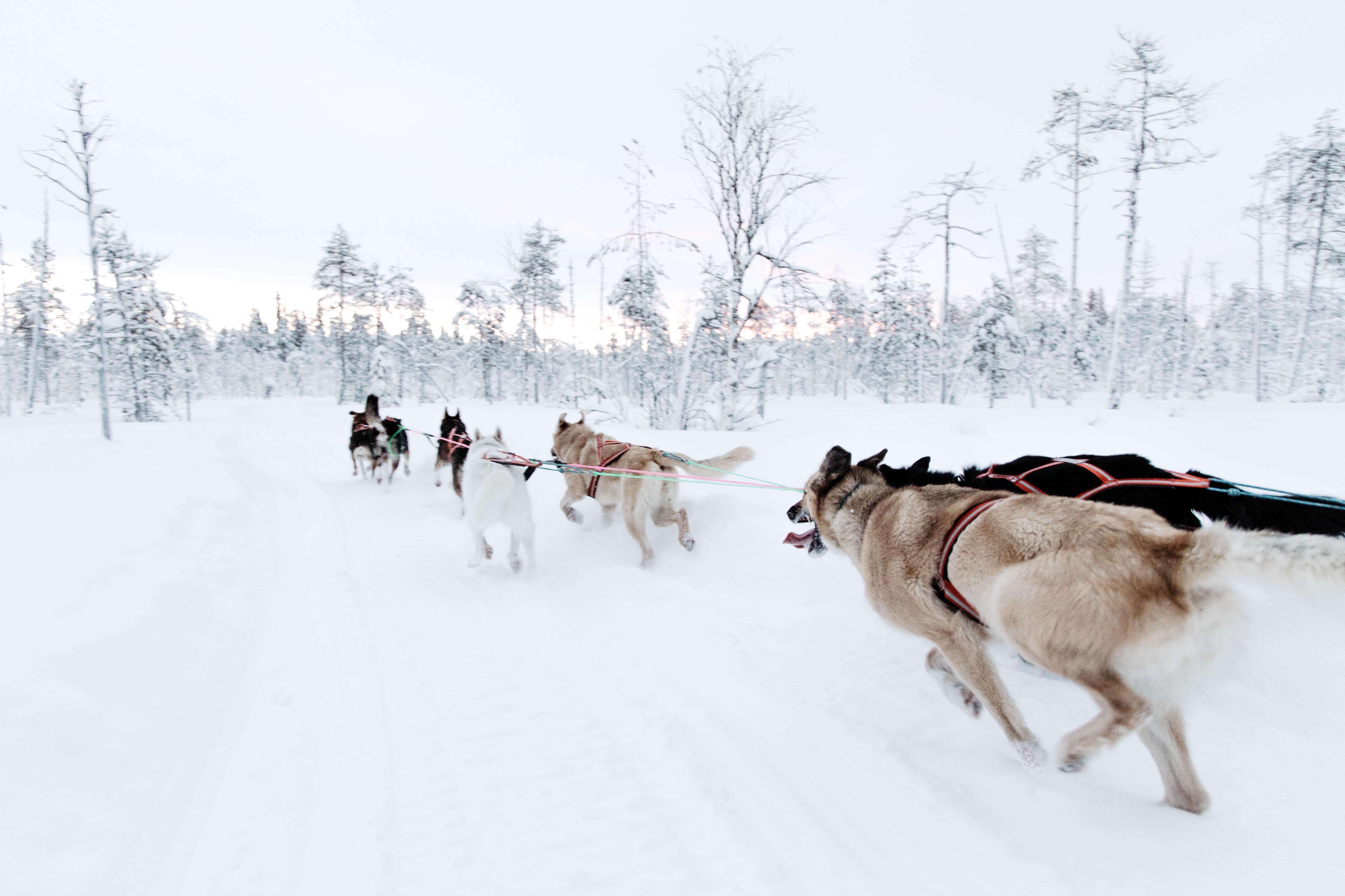Rovaniemi Husky Sled Ride at Santa Claus Village