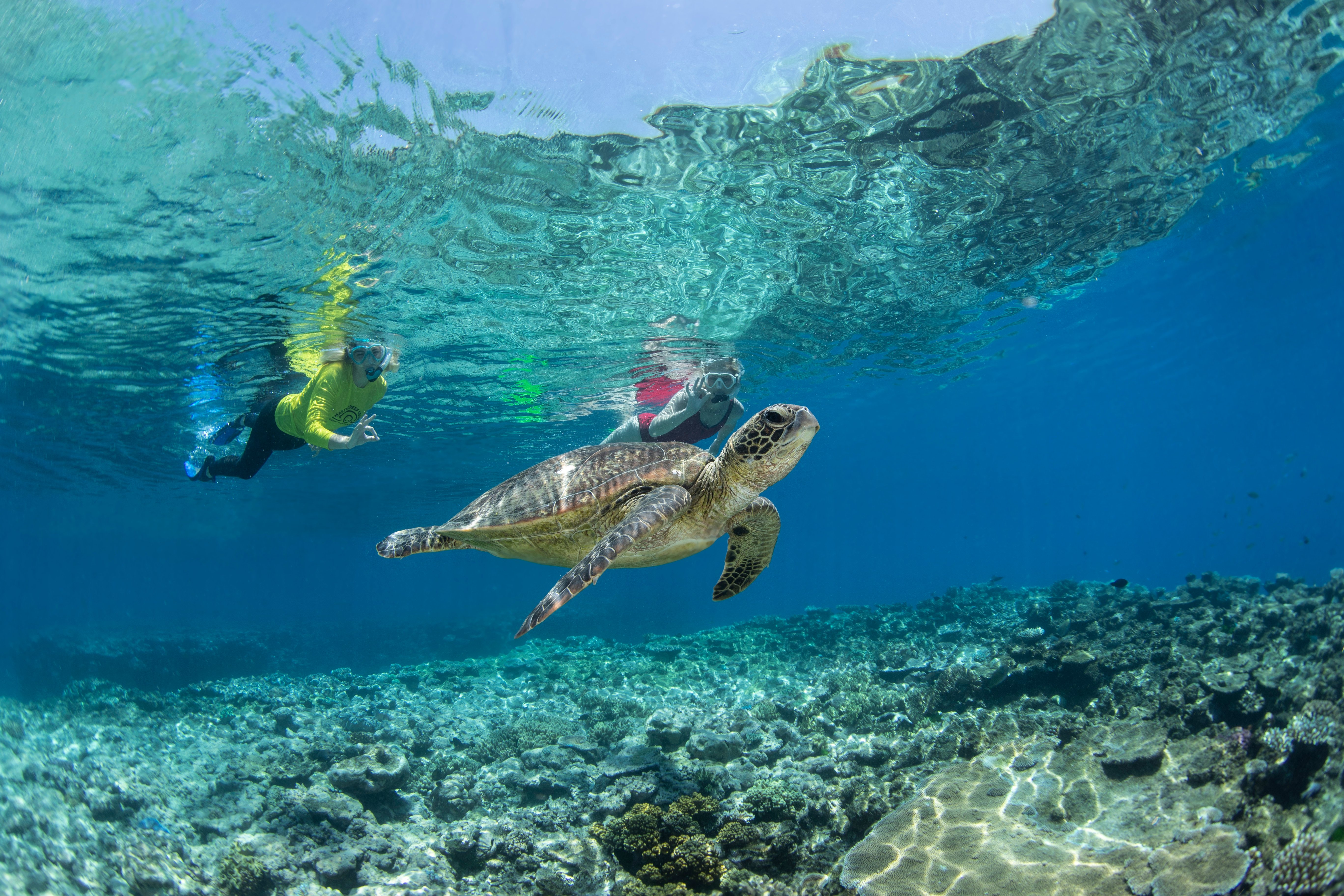 Cairns Silverswift: Three Outer Reef Sites in One Day