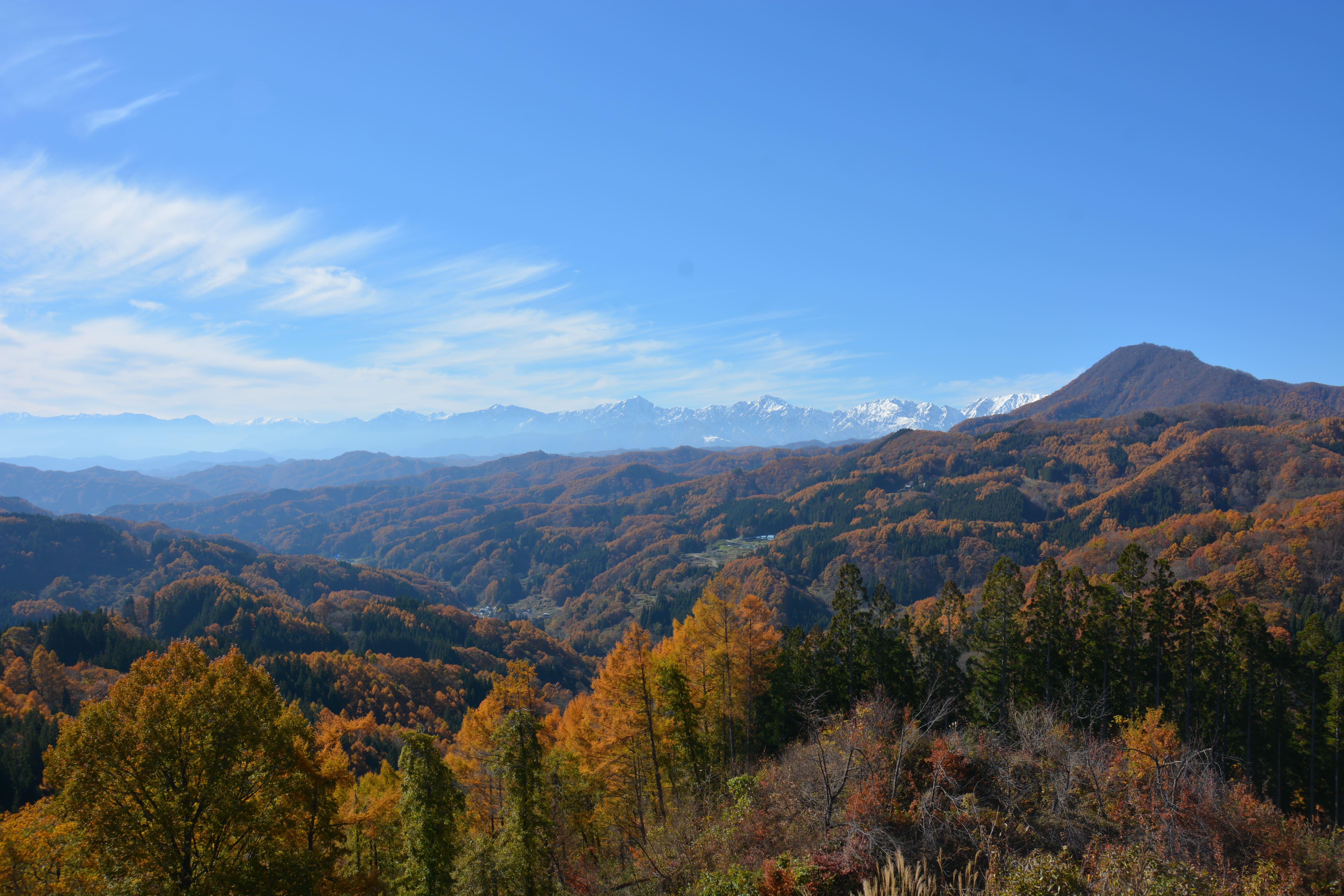 Nagano Private Day Tour: Snow Monkeys & Togakushi Shrine