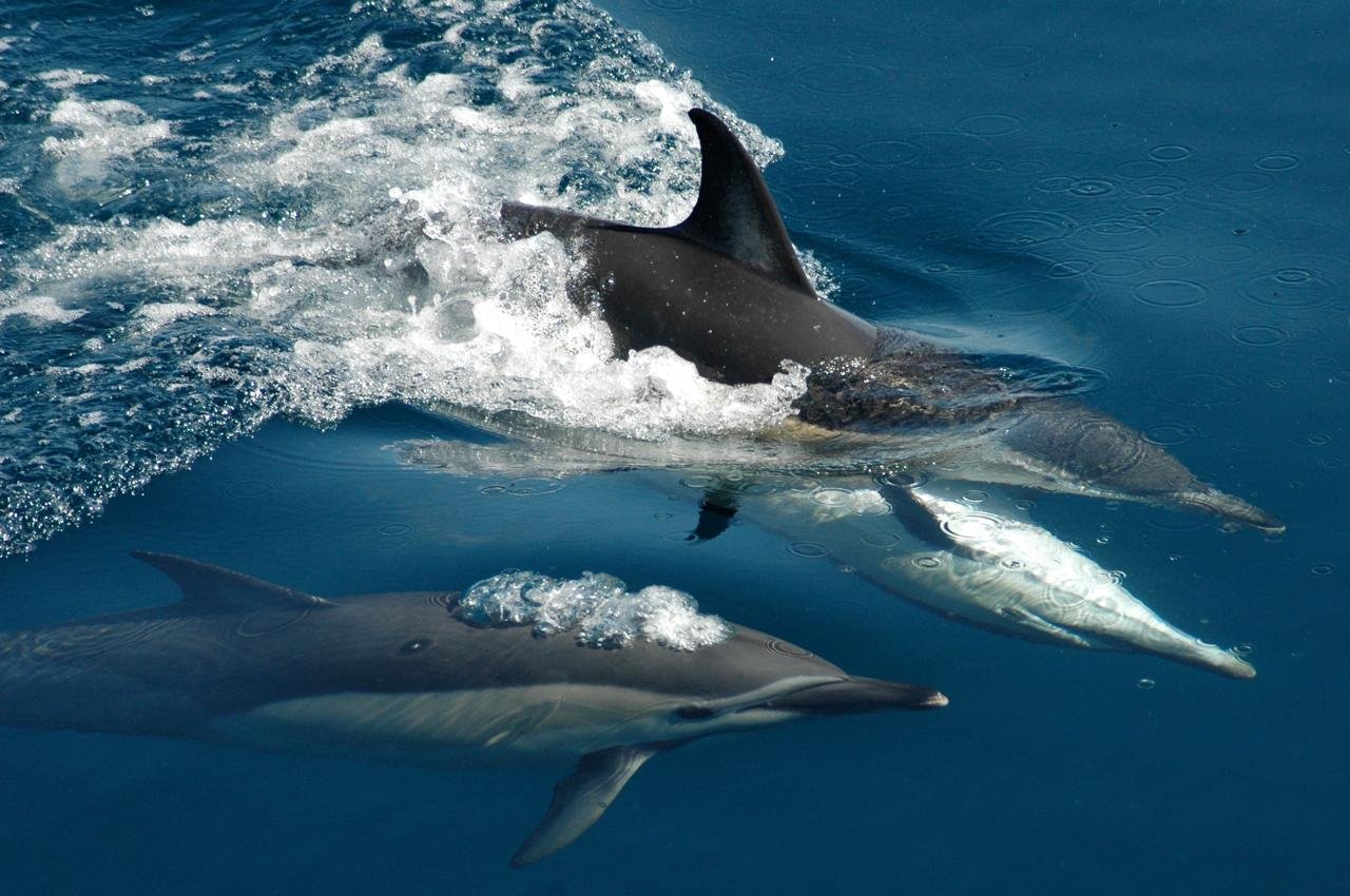 Hauraki Gulf Wildlife & Islands Discovery Cruise