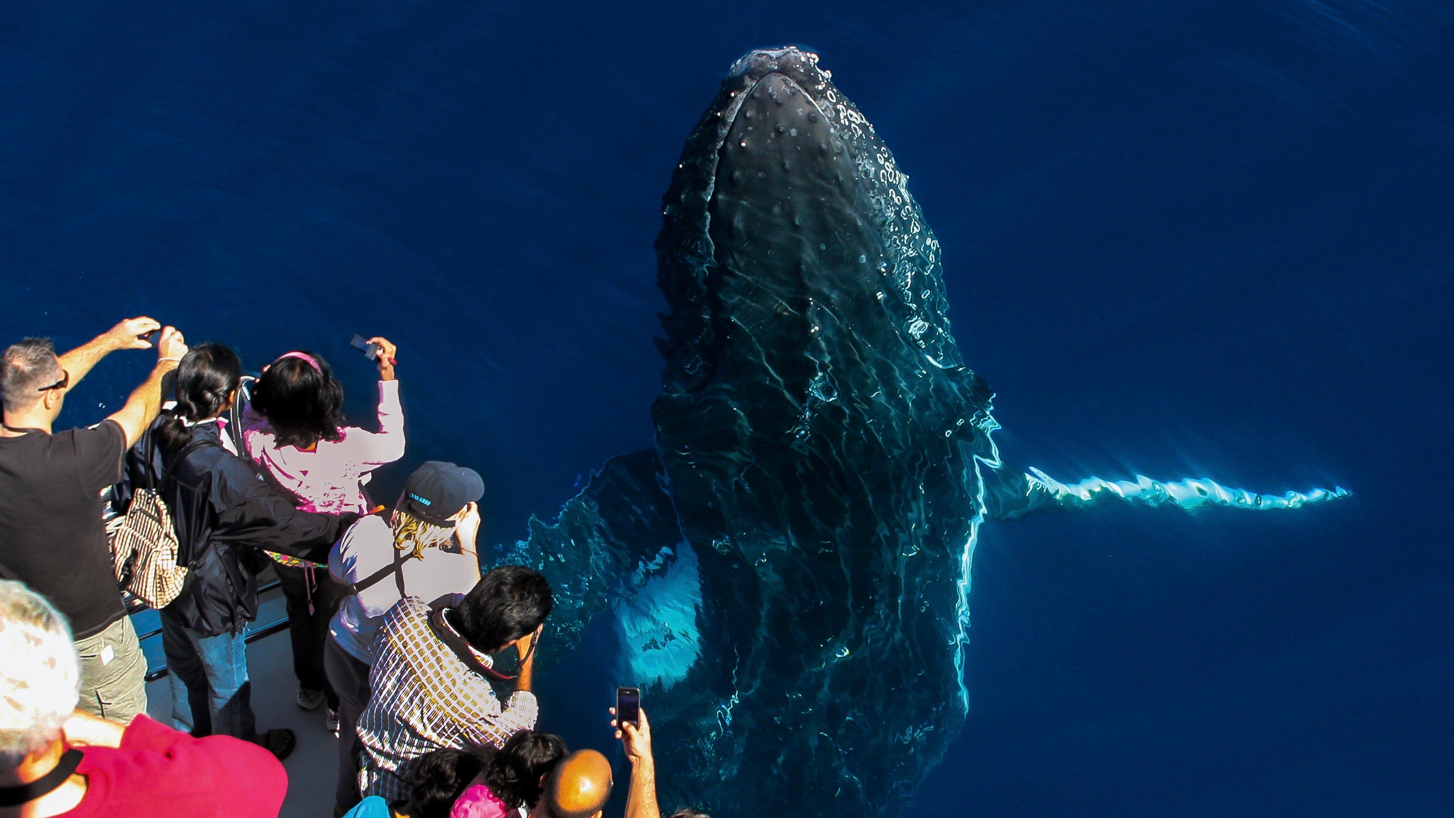 Gold Coast: Premium Whale Watching Cruise