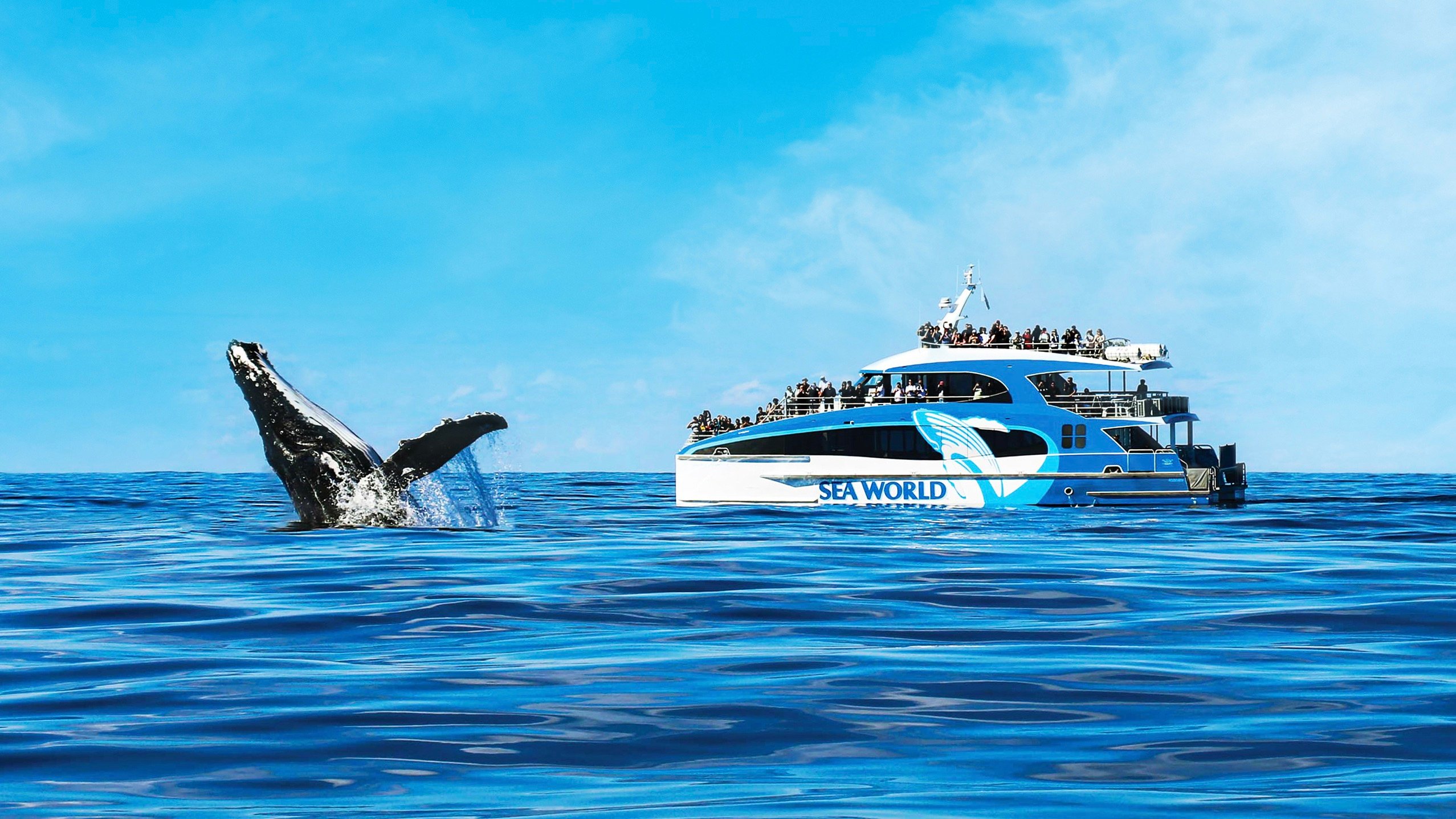 Gold Coast: Premium Whale Watching Cruise