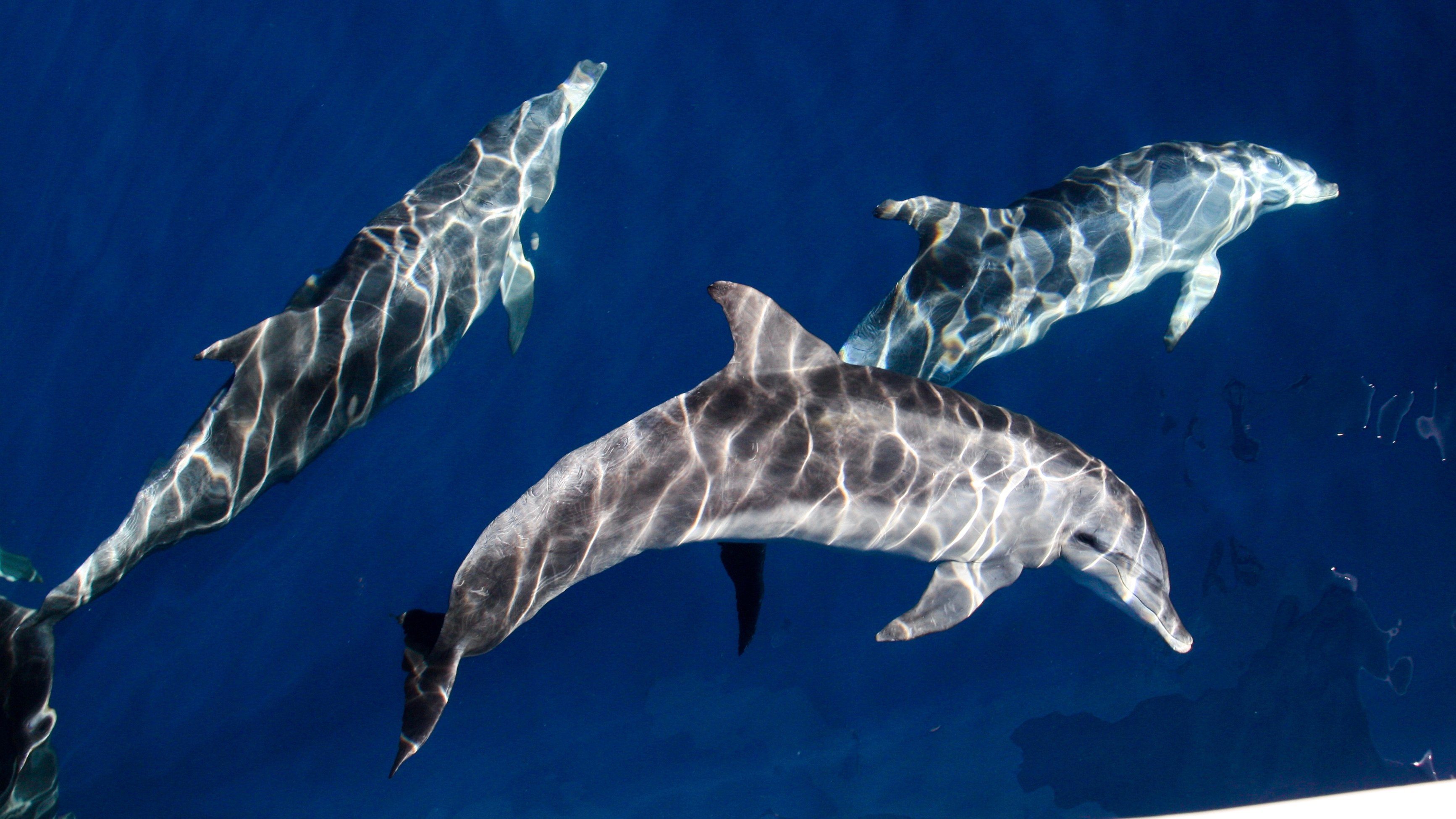 Gold Coast: Premium Whale Watching Cruise